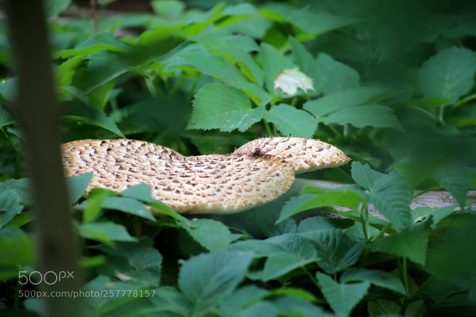 Canon EOS 6D sample photo. Berlin - buch photography