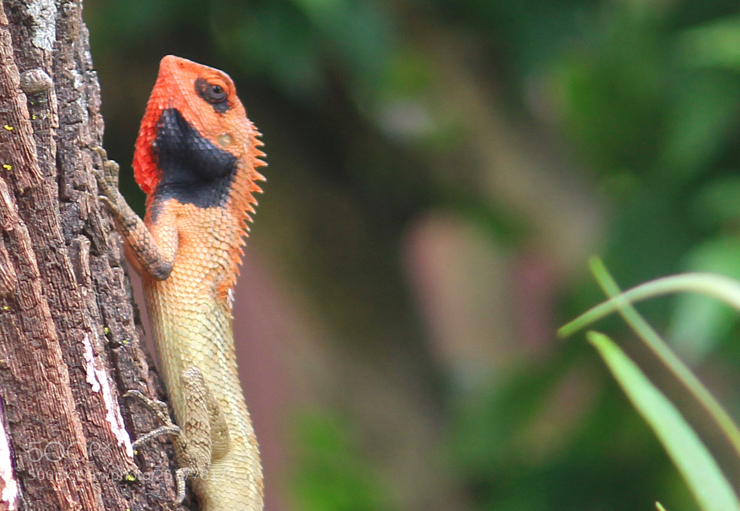Canon EOS 600D (Rebel EOS T3i / EOS Kiss X5) sample photo. Chameleon photography
