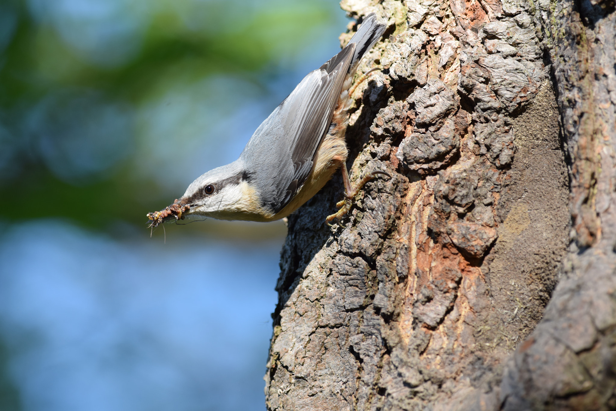 Nikon AF-S Nikkor 300mm F4D ED-IF sample photo. Eurasian nuthatch. (sitta europaea) photography