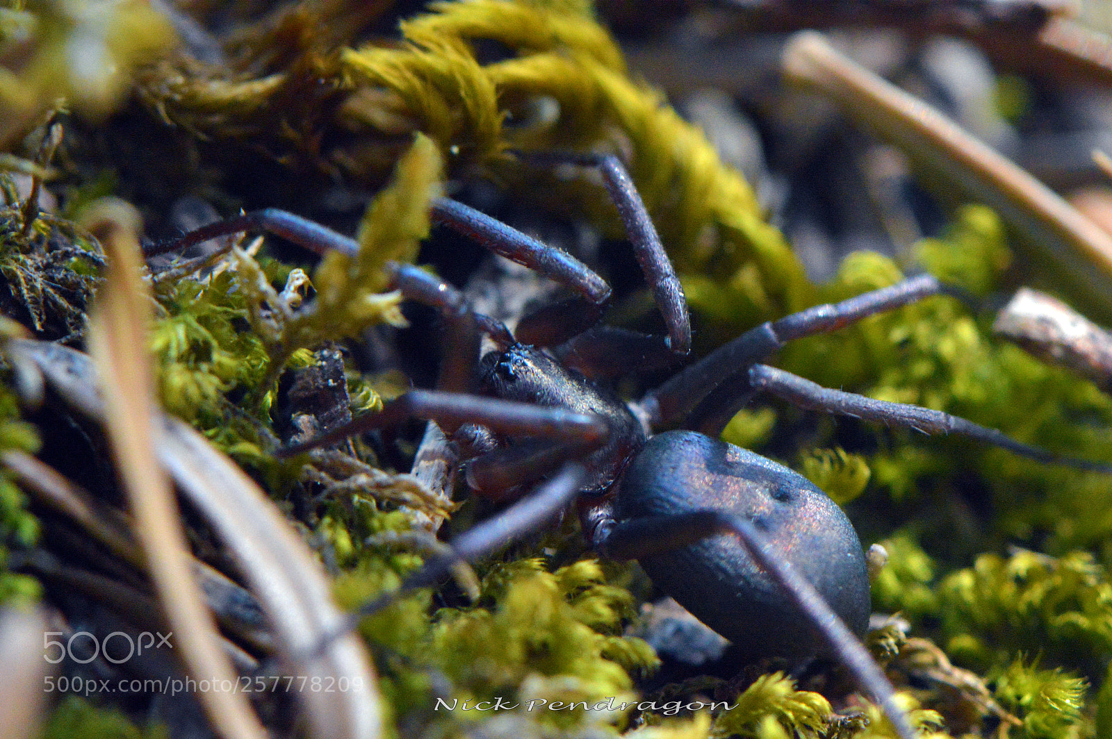 Nikon D3200 sample photo. Spider leave alone, me photography