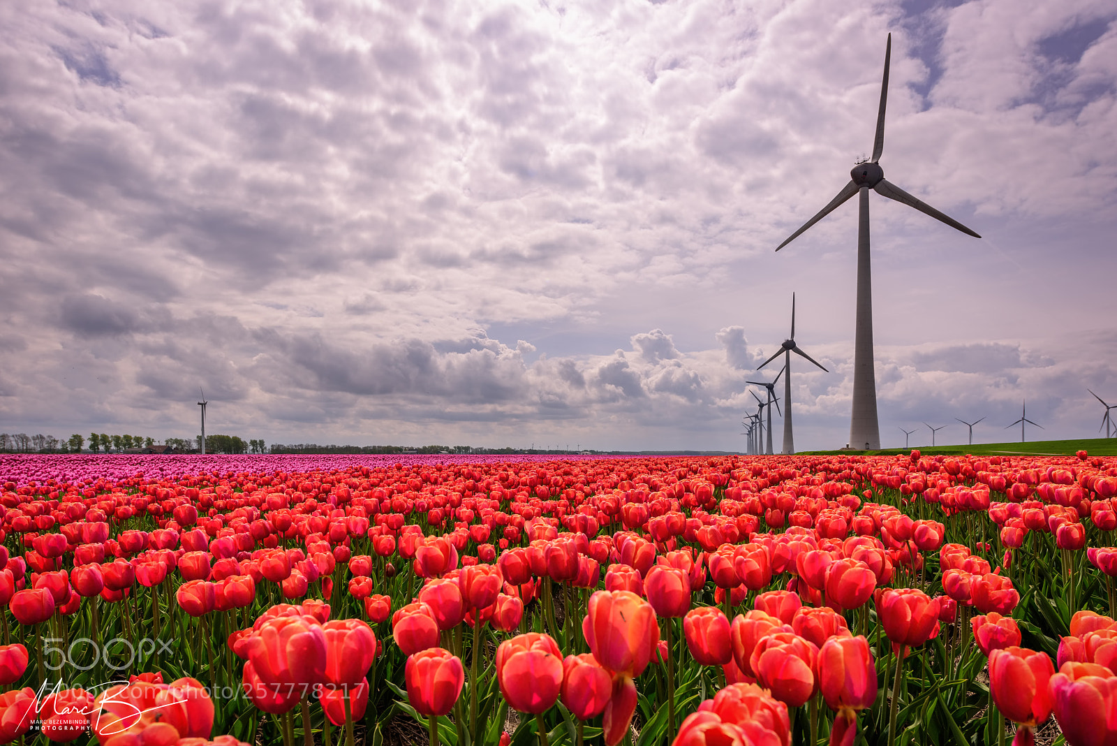 Nikon D810 sample photo. Tulips & windmills / 02 photography