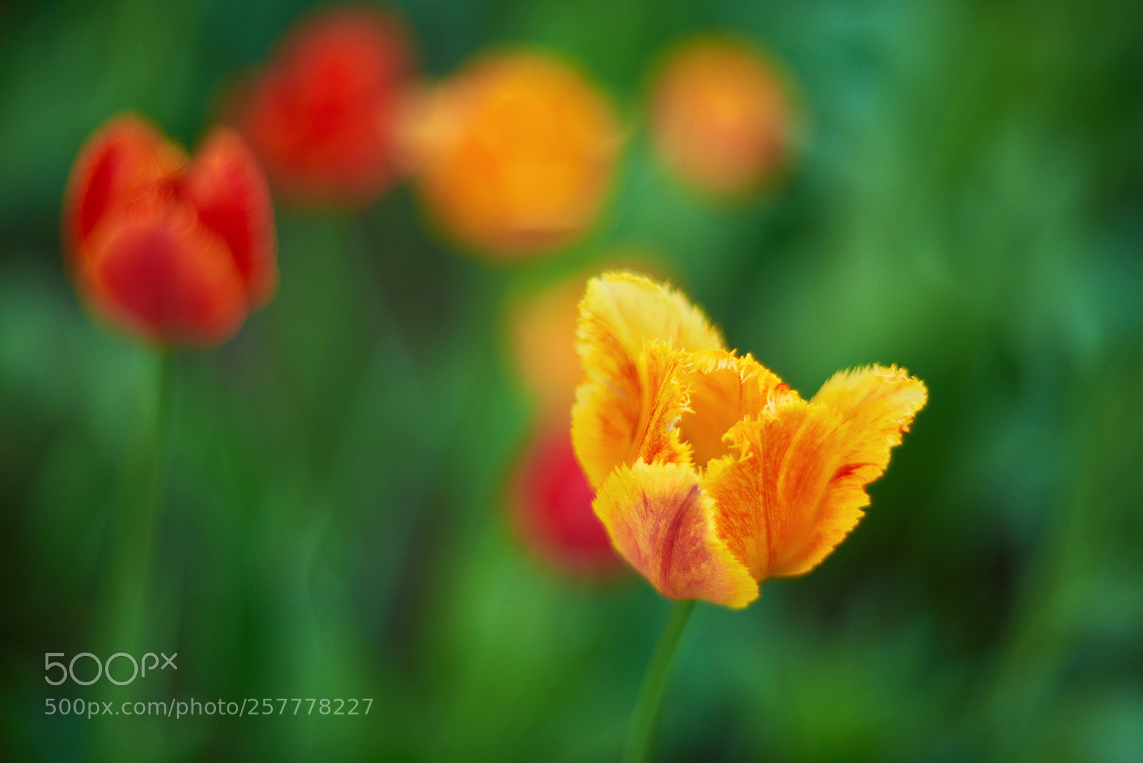 Nikon D810 sample photo. цветочная сказка... photography