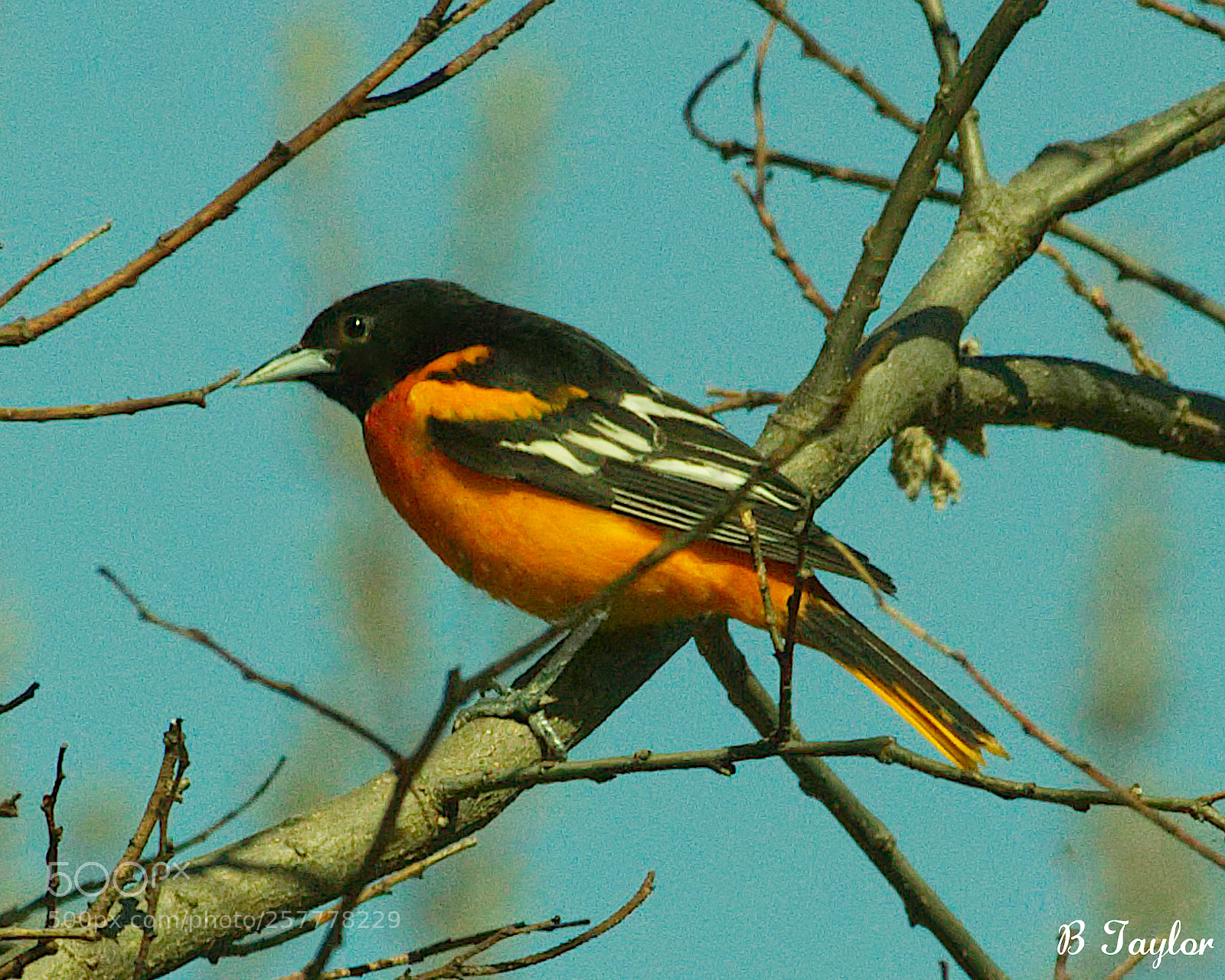 Sony SLT-A57 sample photo. Baltimore oriole photography
