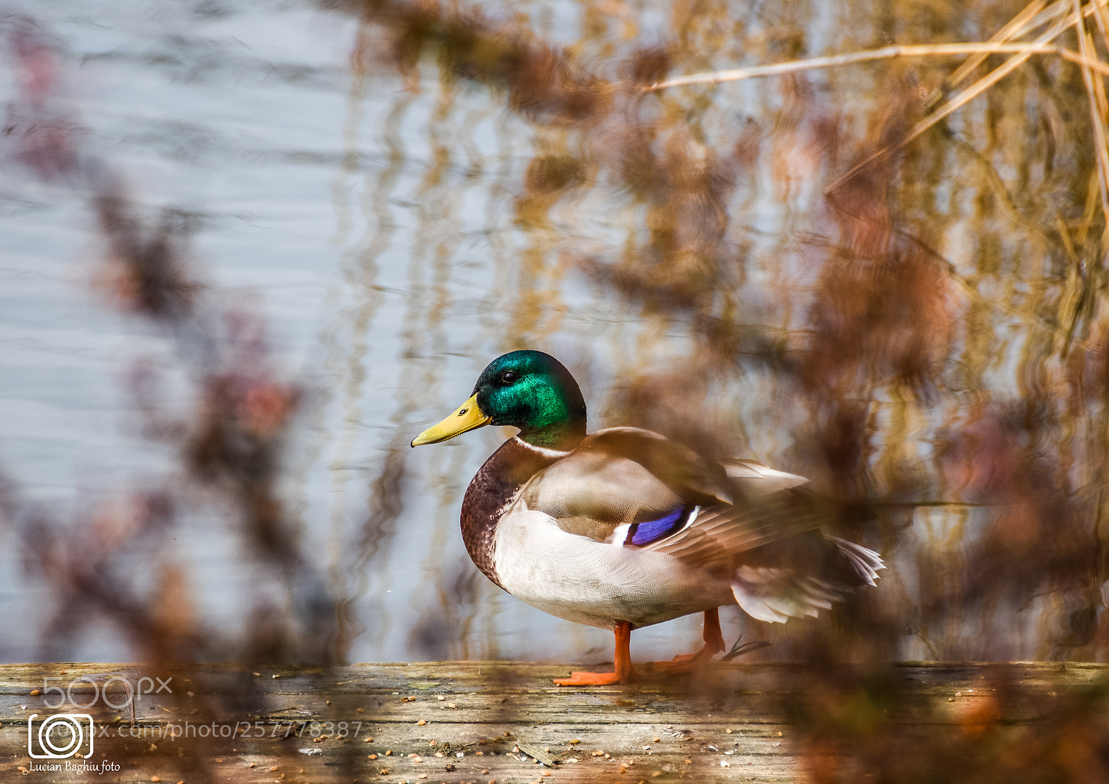 Nikon D7200 sample photo. Duck mallard photography