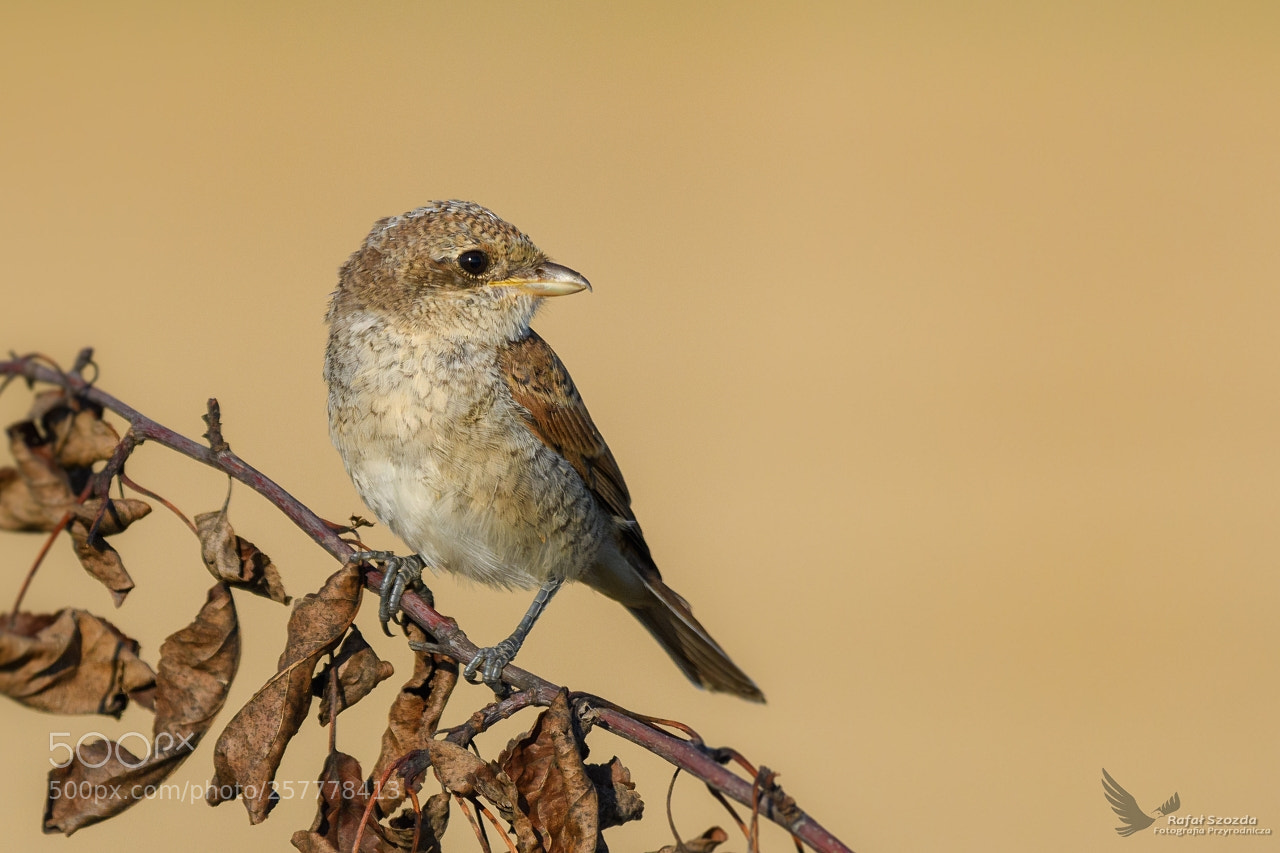 Nikon D500 sample photo. G siorek, red-backed shrike photography