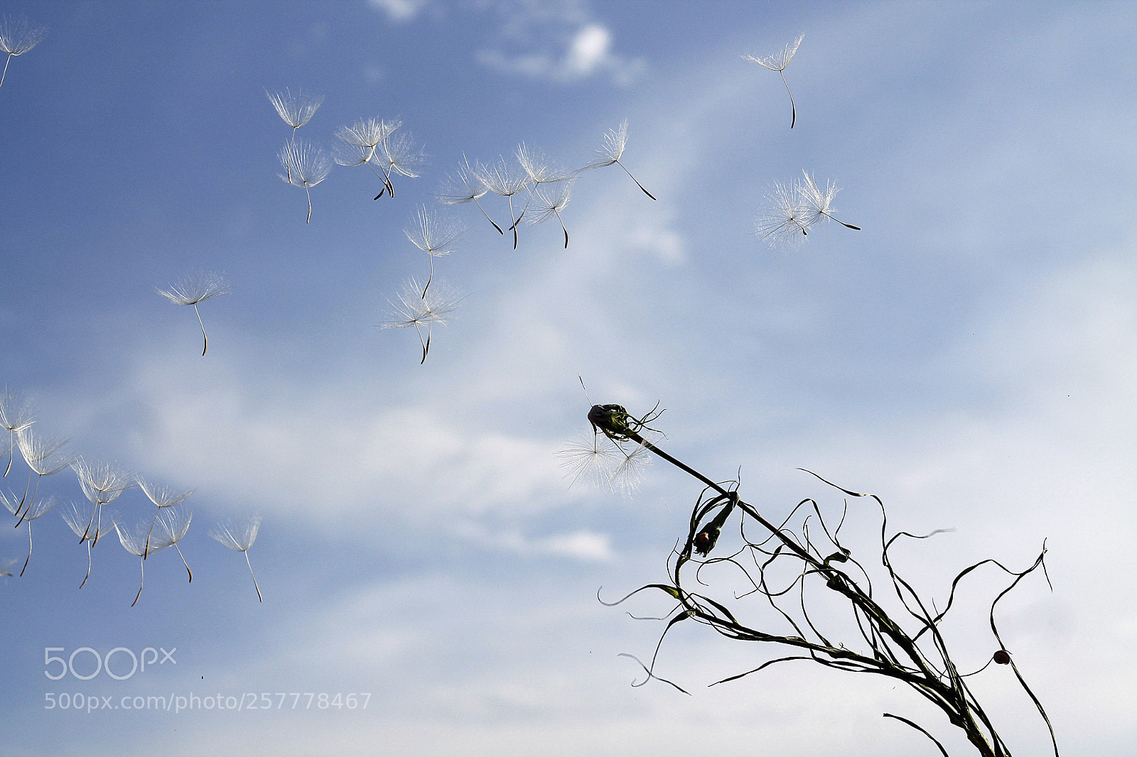 Canon EOS 1100D (EOS Rebel T3 / EOS Kiss X50) sample photo. Dandelion photography
