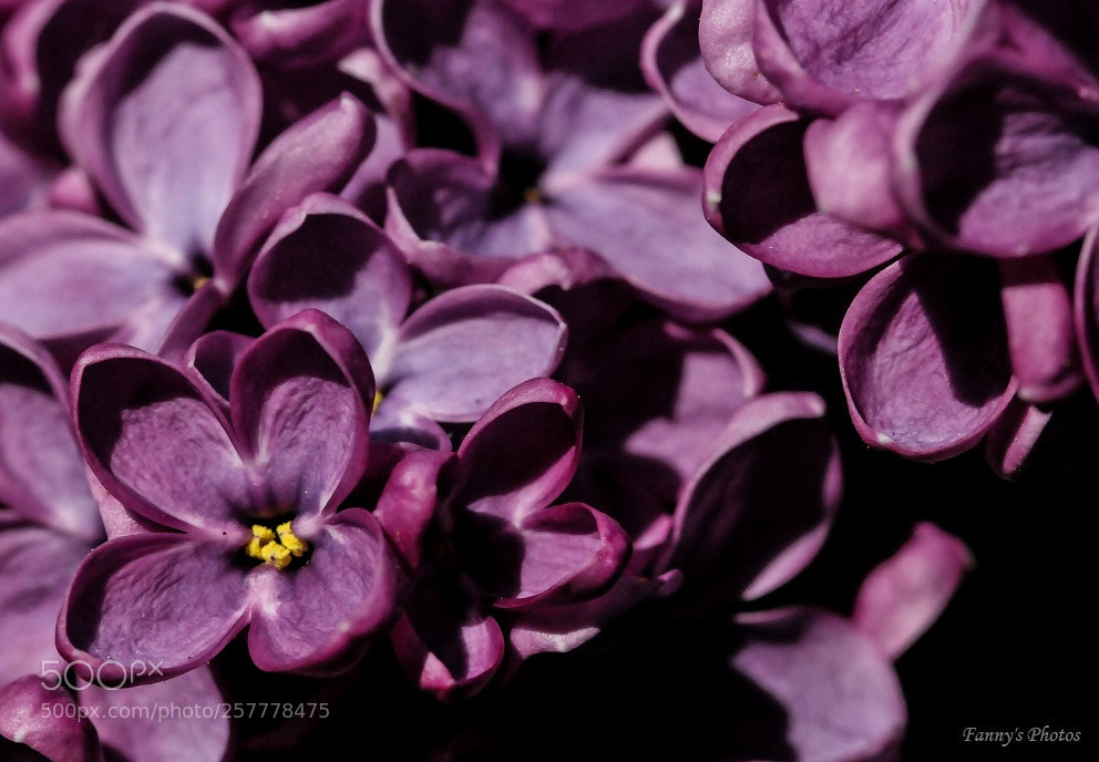 Nikon D300S sample photo. Lilac photography