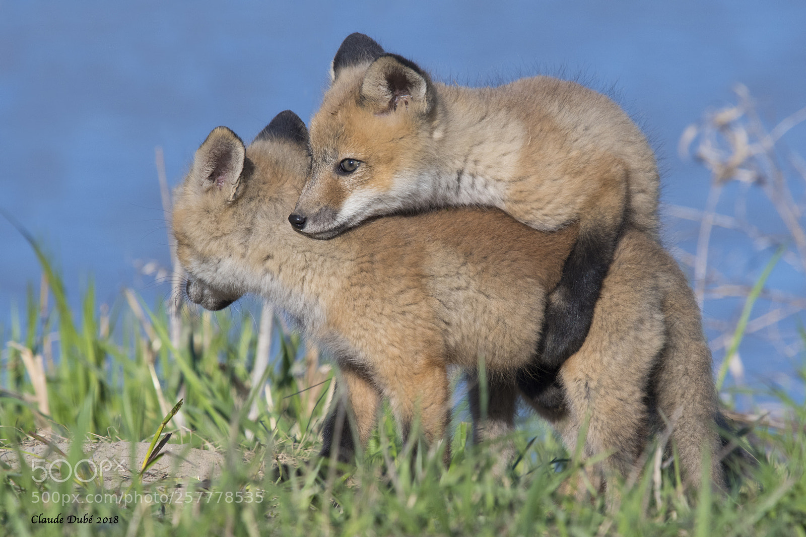 Nikon D500 sample photo. Renard roux / red fox photography