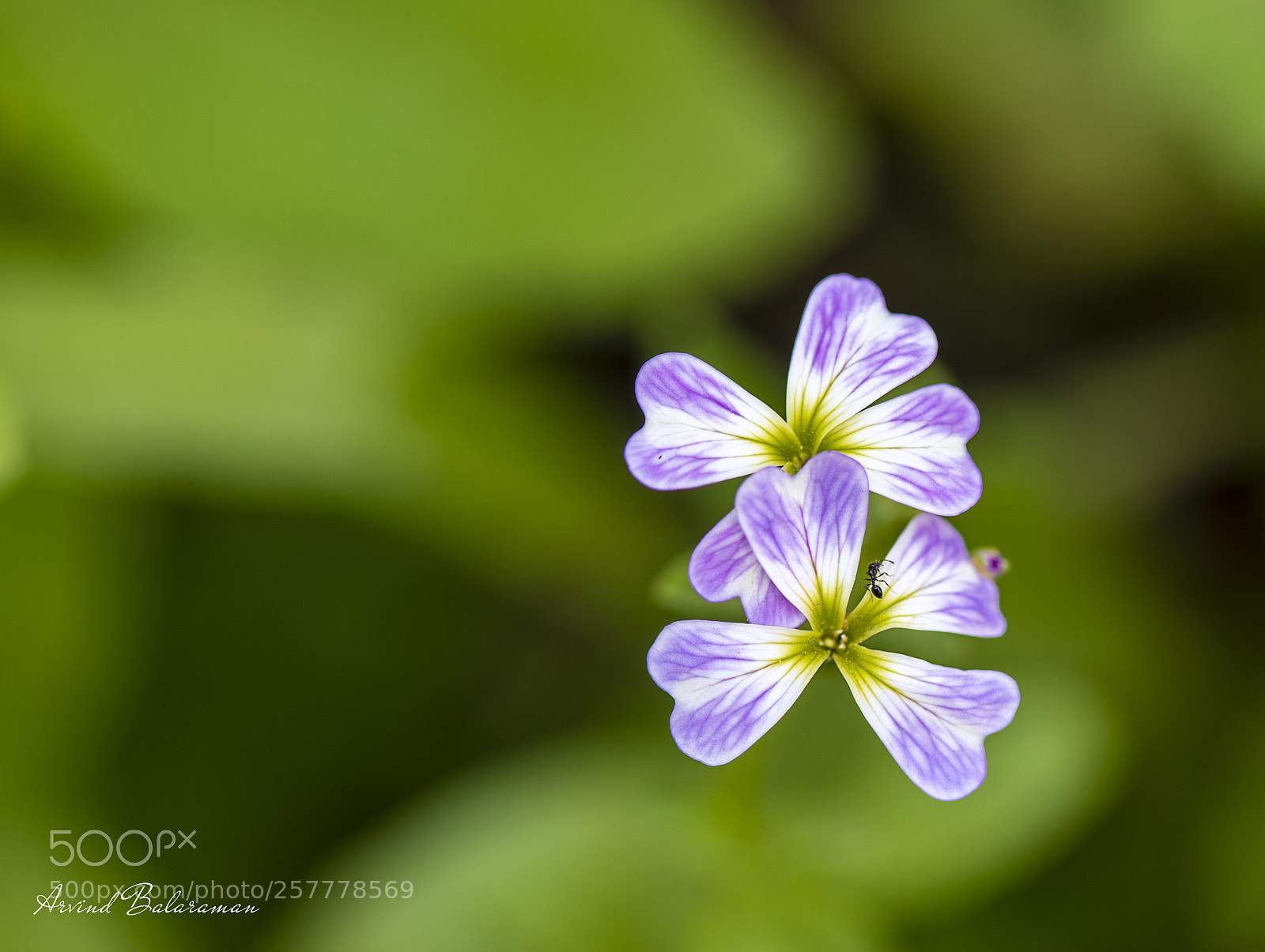 Nikon D850 sample photo. Cary spring photography