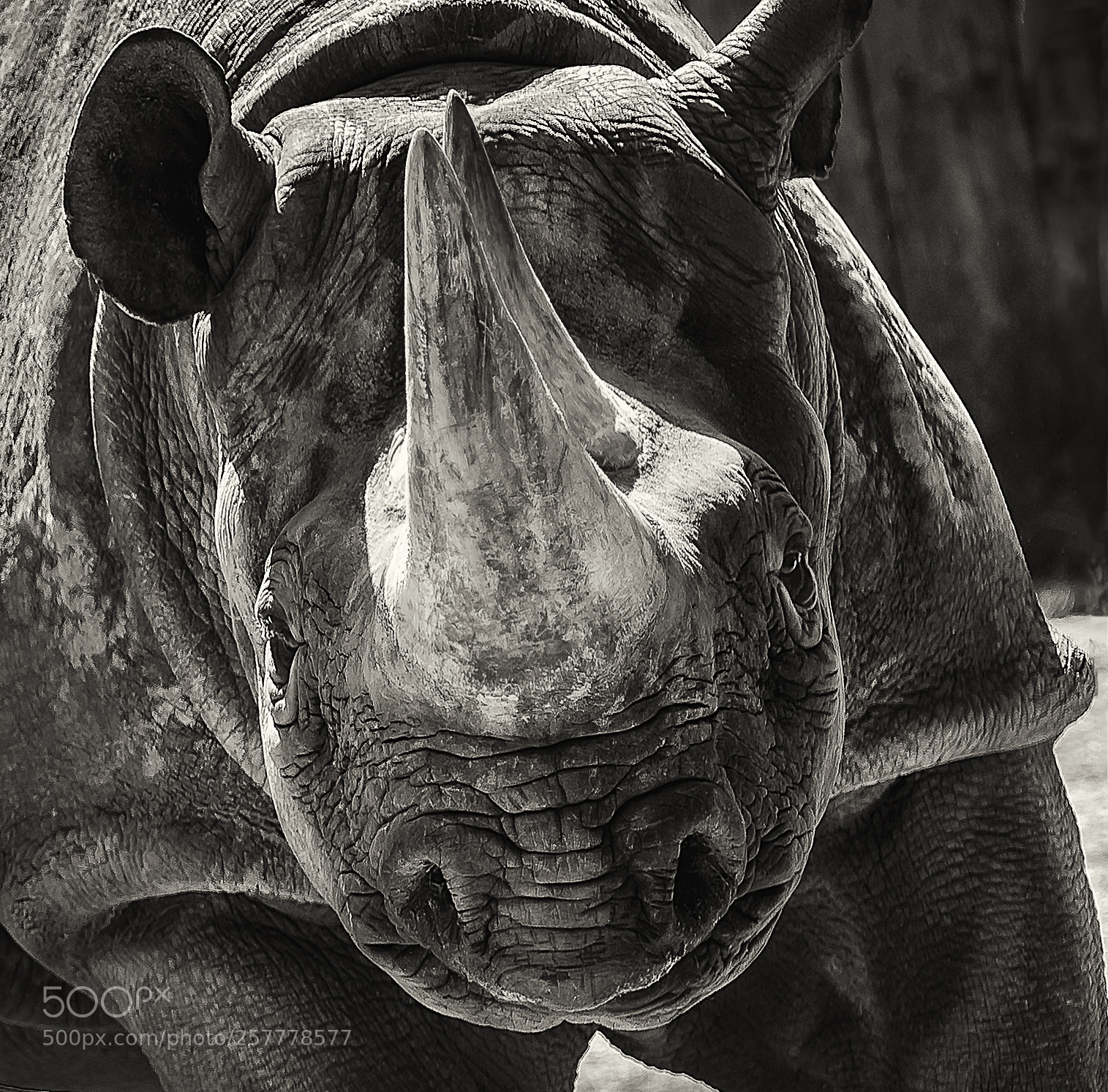 Nikon D500 sample photo. Black rhino photography