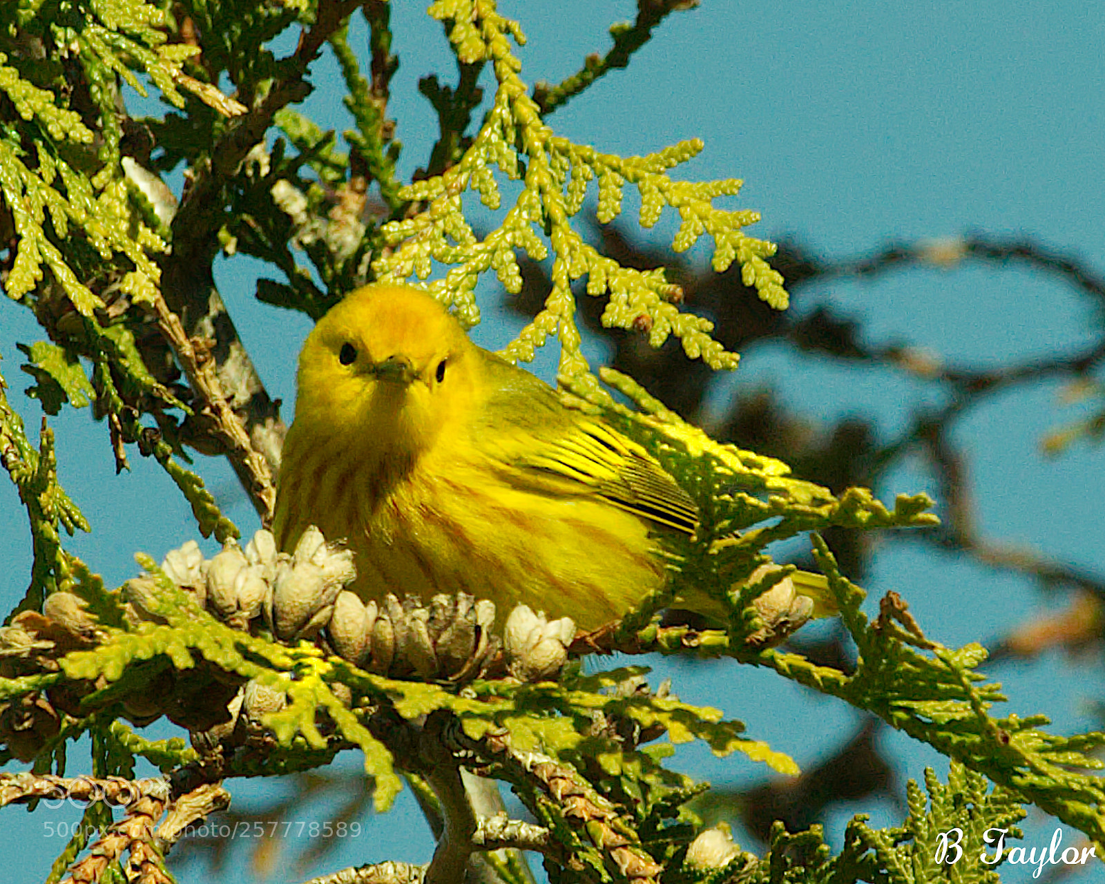 Sony SLT-A57 sample photo. Yellow bird photography