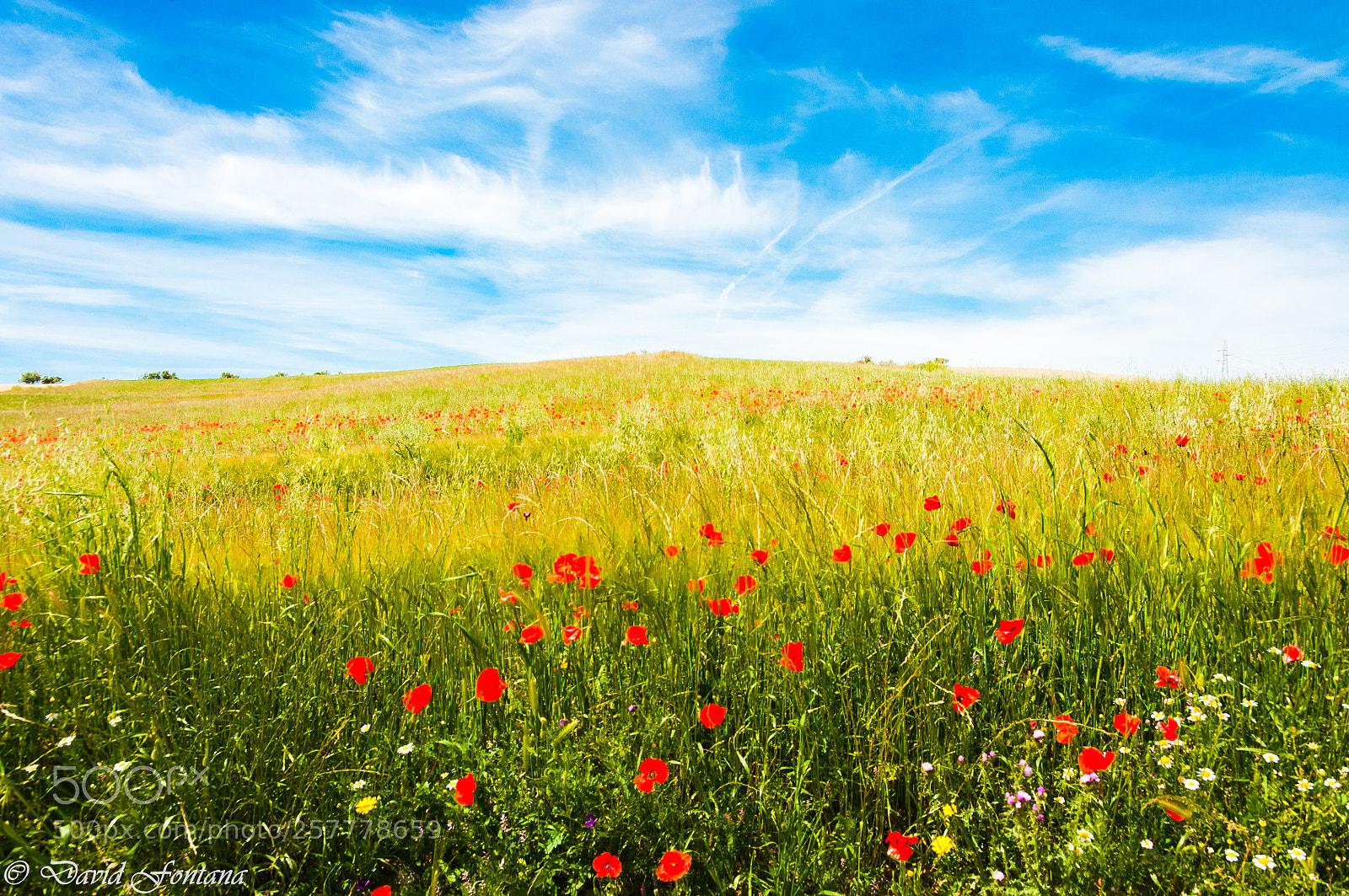 Nikon D90 sample photo. Primavera photography