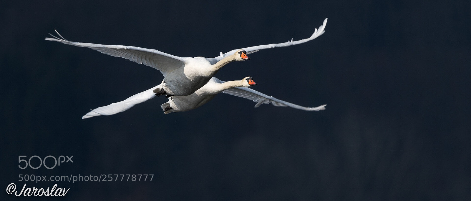 Nikon D500 sample photo. Flying loud photography