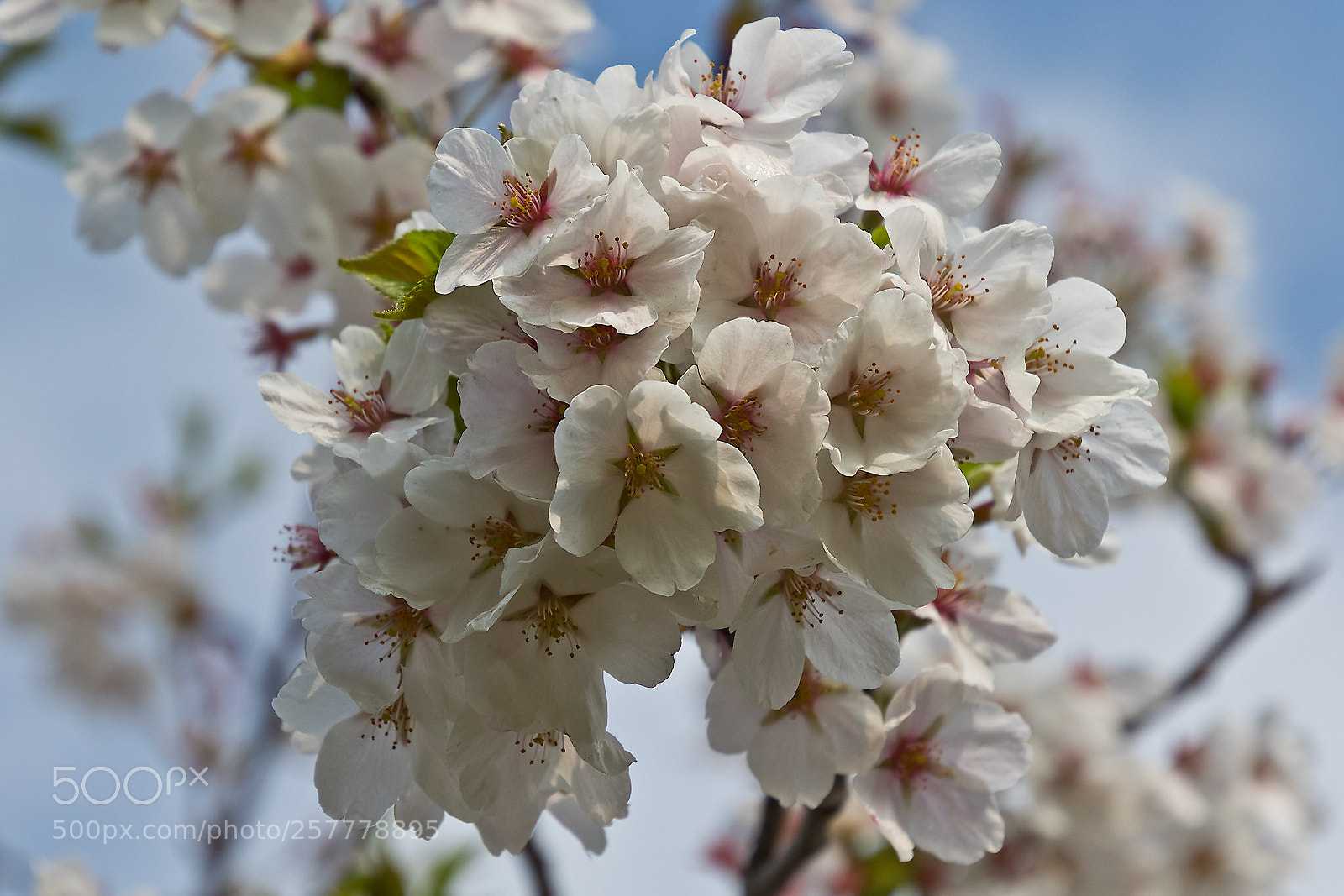Canon EOS 7D Mark II sample photo. Cherry blossoms photography