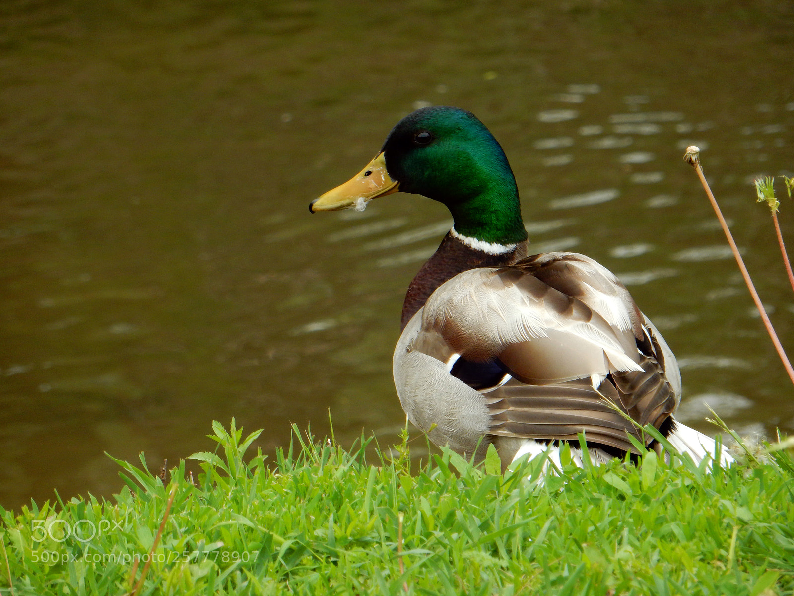 Nikon Coolpix S9900 sample photo. Emerald green , mallard duck photography