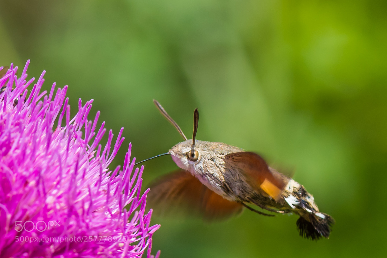 Nikon D810 sample photo. Btfly photography