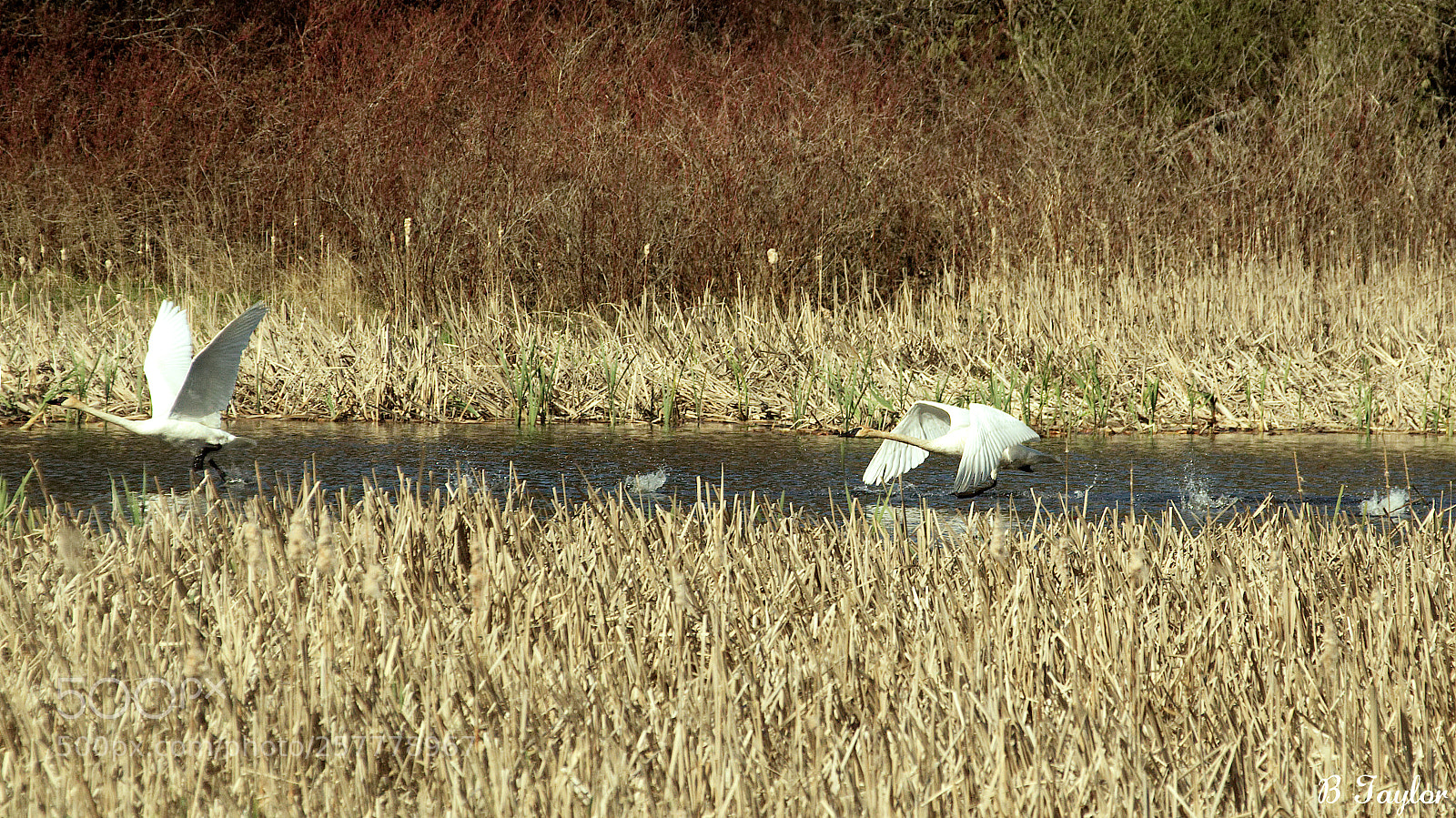 Sony SLT-A57 sample photo. Swans taking off photography