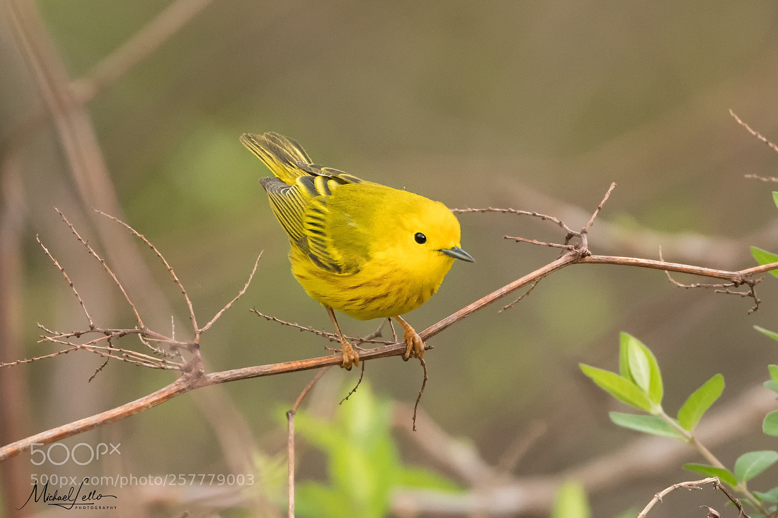 Nikon D500 sample photo. Yellow warbler photography