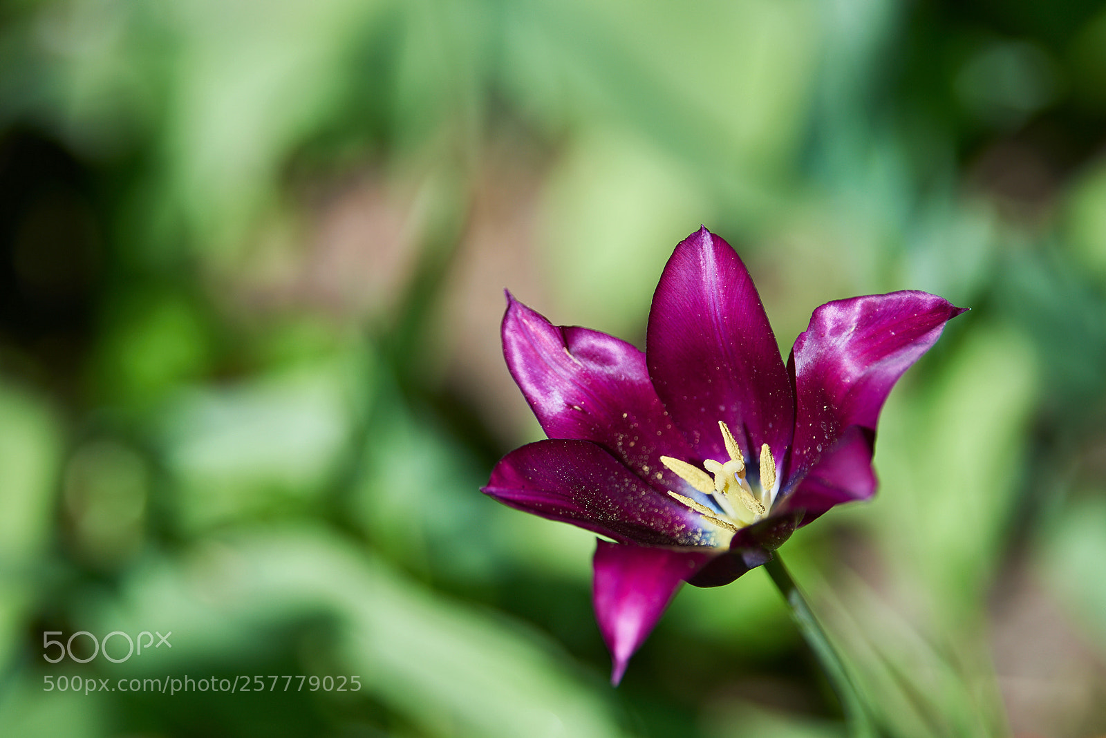 Nikon D810 sample photo. цветочная сказка... photography