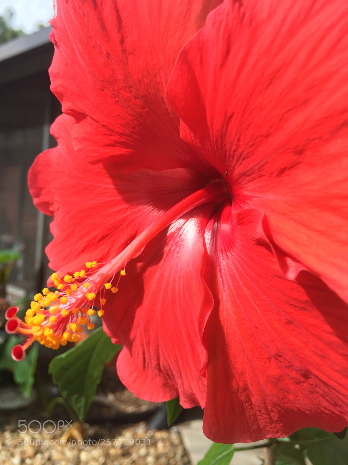 Apple iPhone 6s Plus sample photo. Img photography