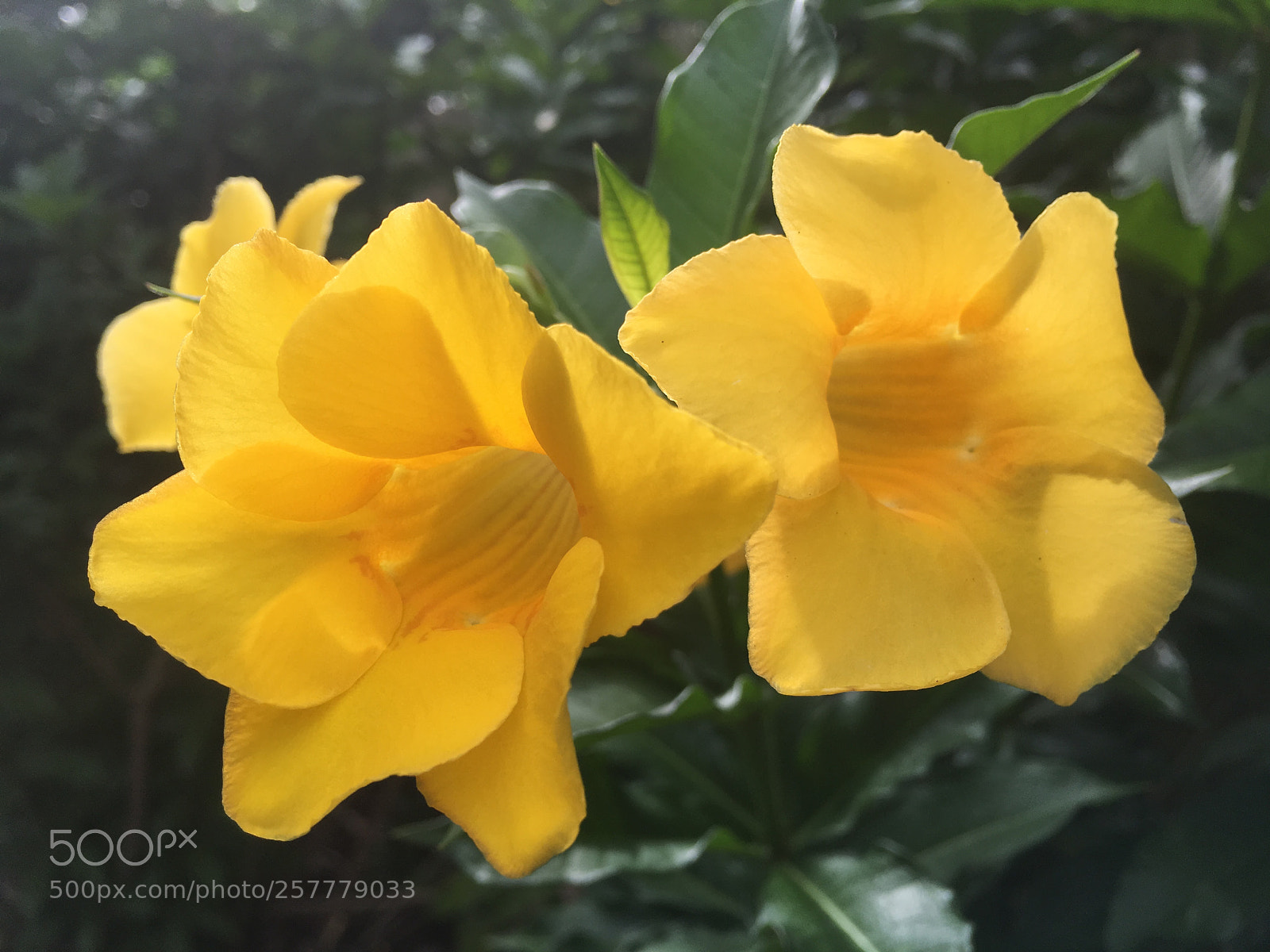 Apple iPhone 6s Plus sample photo. Img photography
