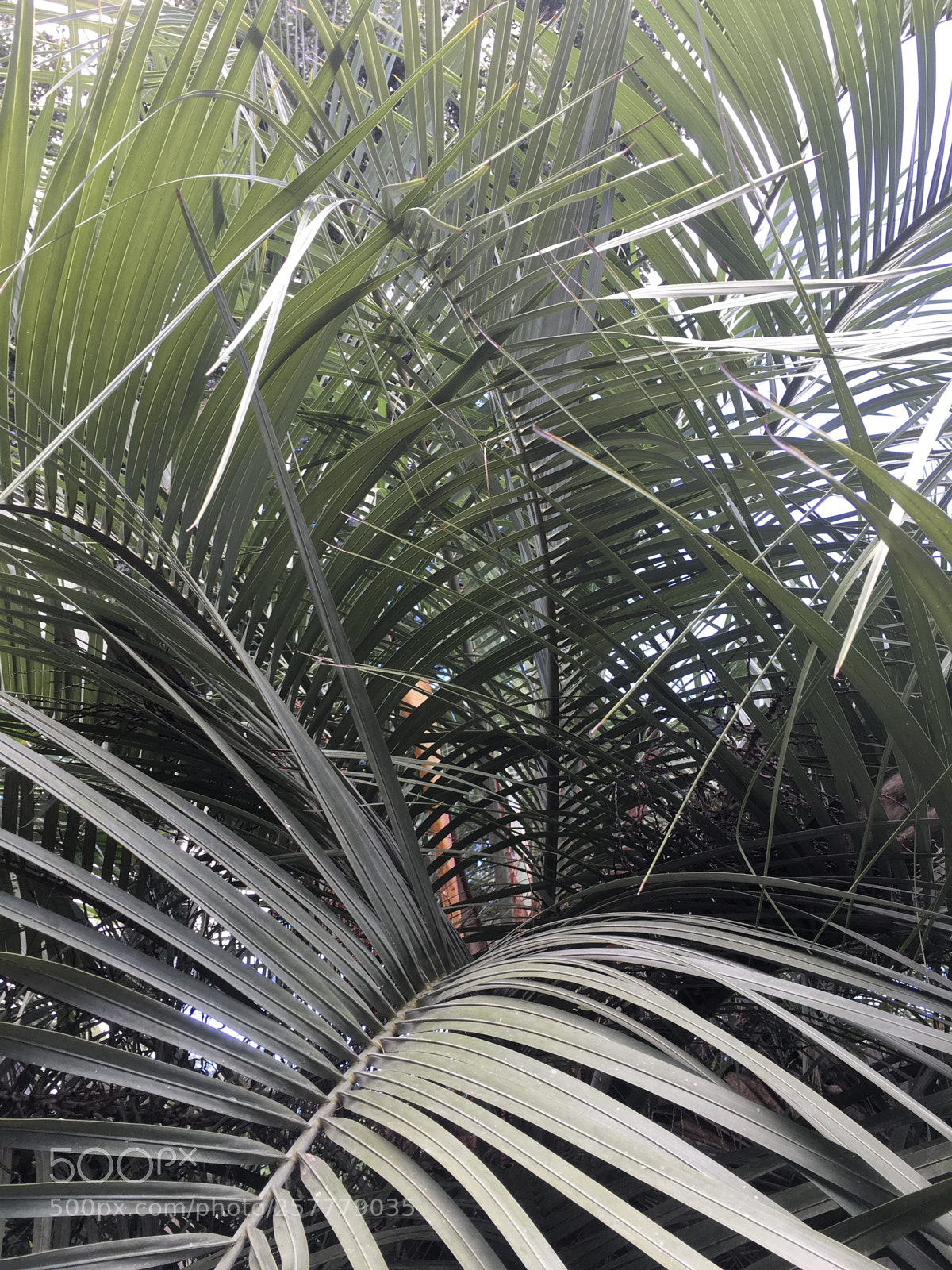 Apple iPhone 6s Plus sample photo. Img photography