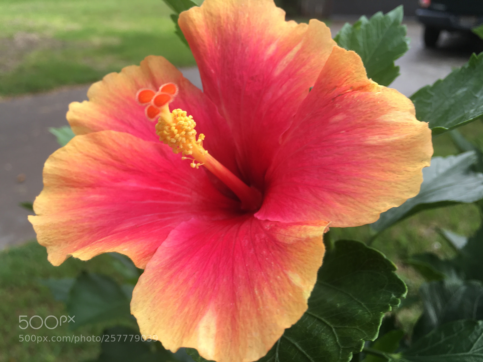 Apple iPhone 6s Plus sample photo. Img photography