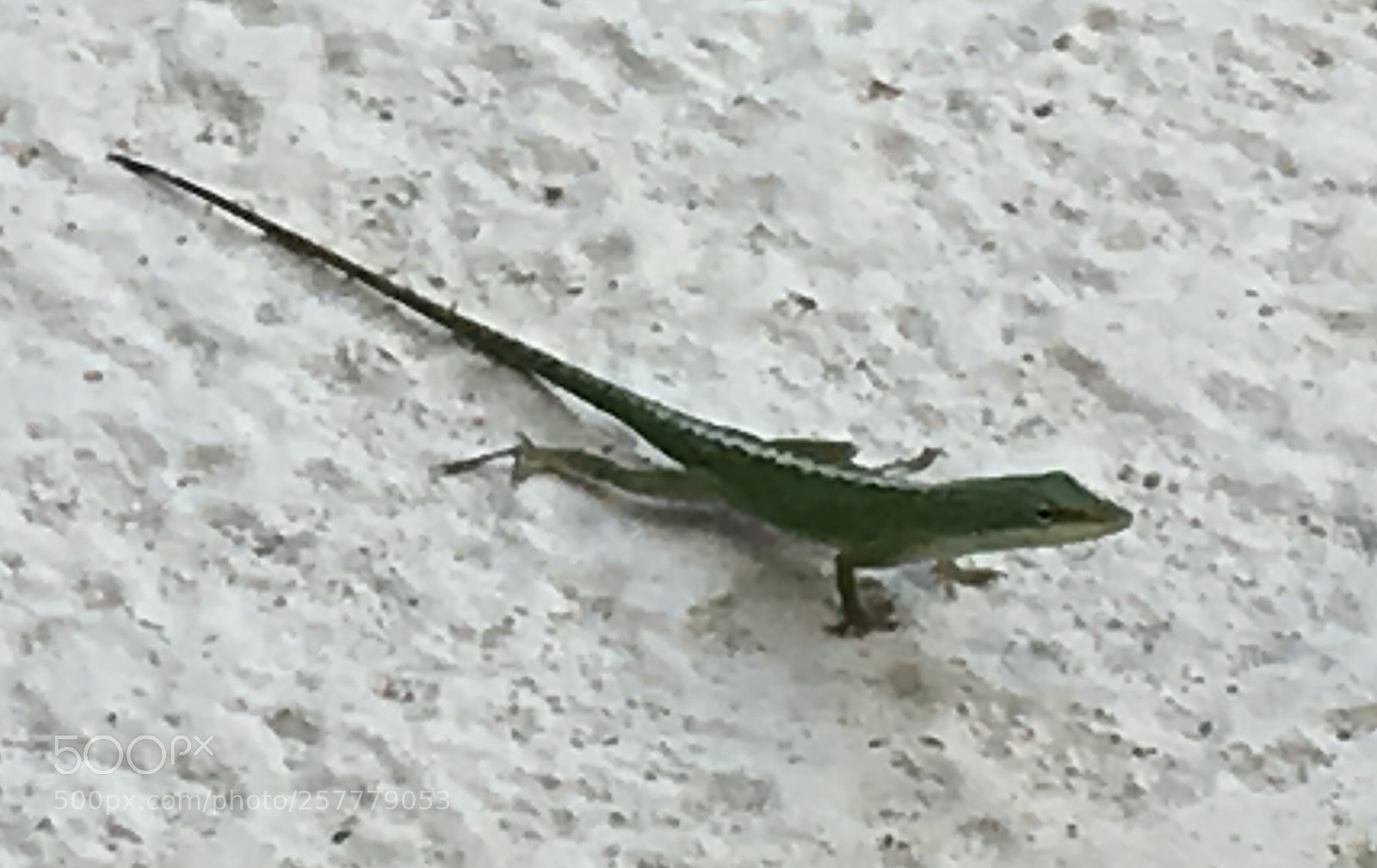 Apple iPhone 6s Plus sample photo. Img e photography