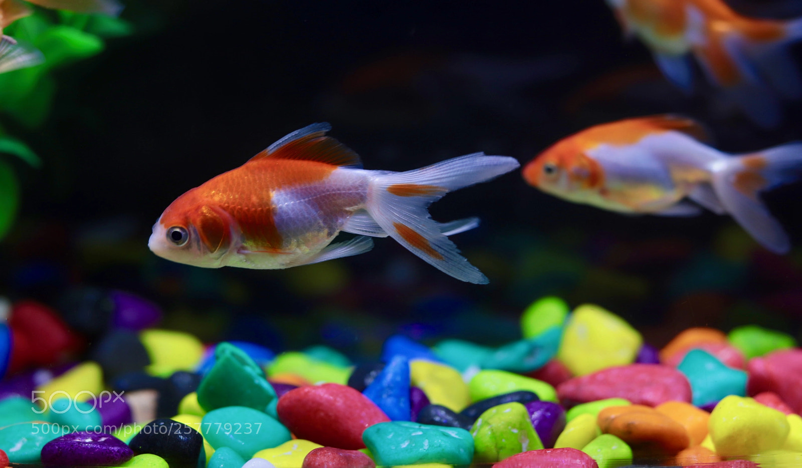 Canon EOS 800D (EOS Rebel T7i / EOS Kiss X9i) sample photo. Gold fish photography