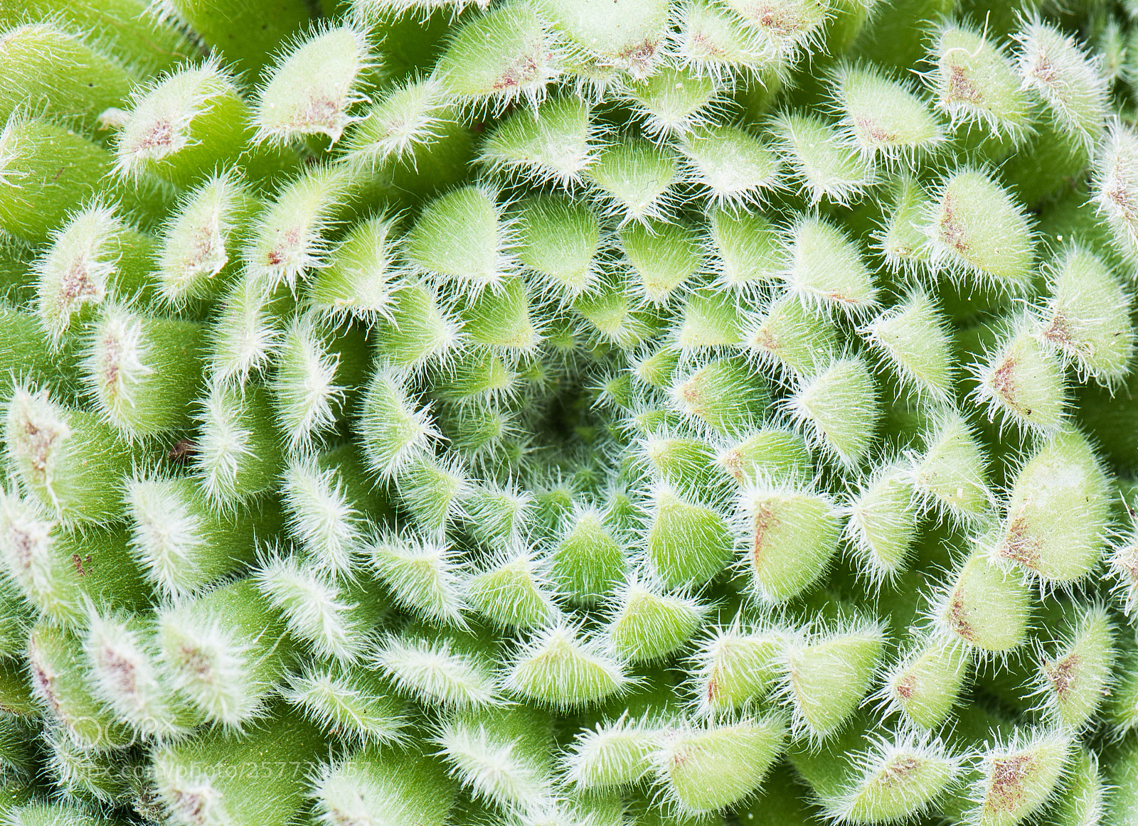 Nikon D800 sample photo. Green rock rose macro photography