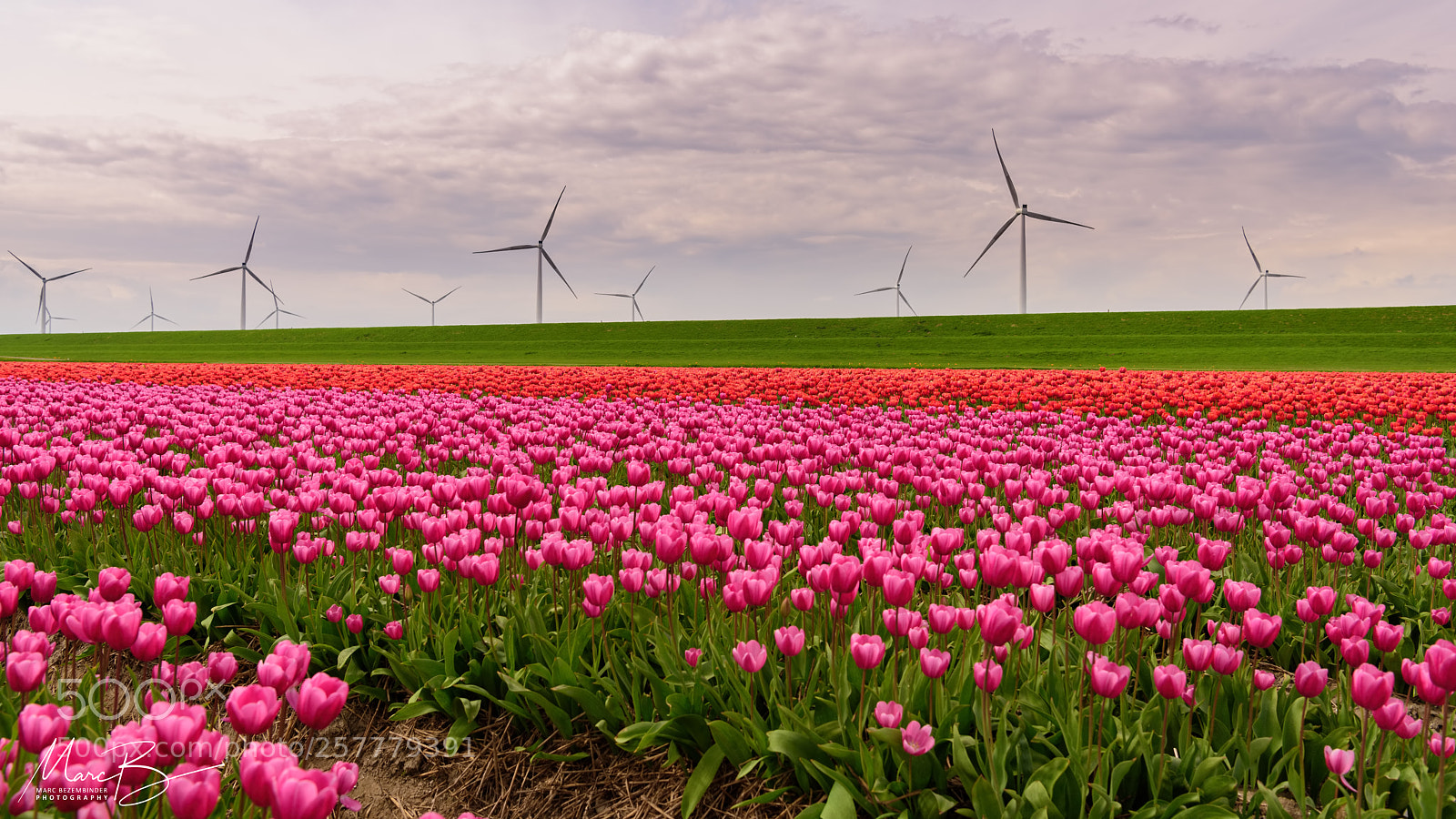 Nikon D810 sample photo. Tulips & windmills / 03 photography