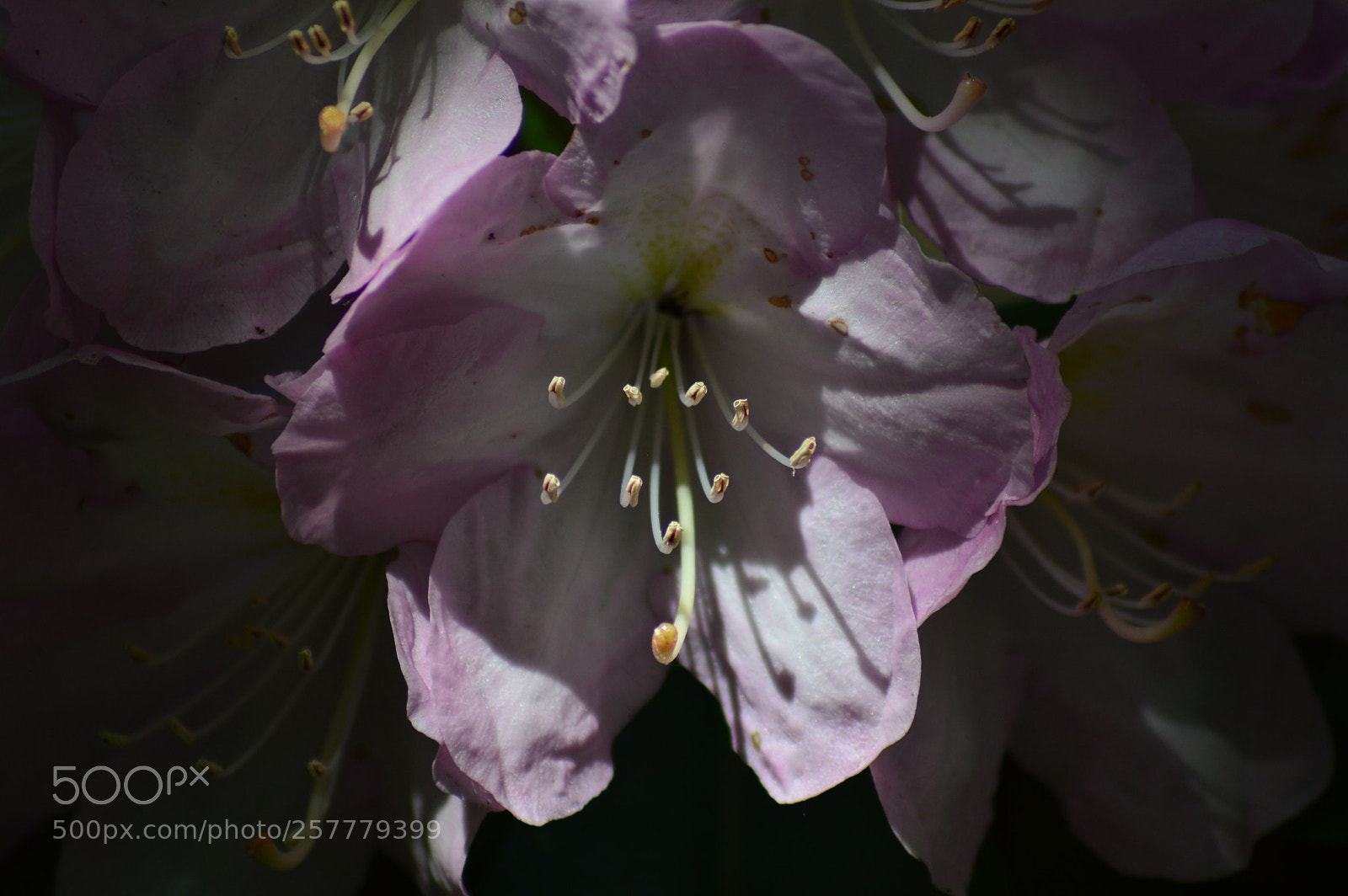 Nikon D3200 sample photo. Pour a light on photography