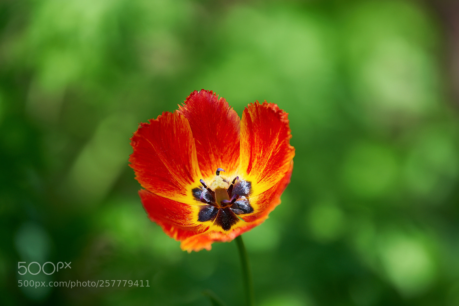 Nikon D810 sample photo. цветочная сказка... photography