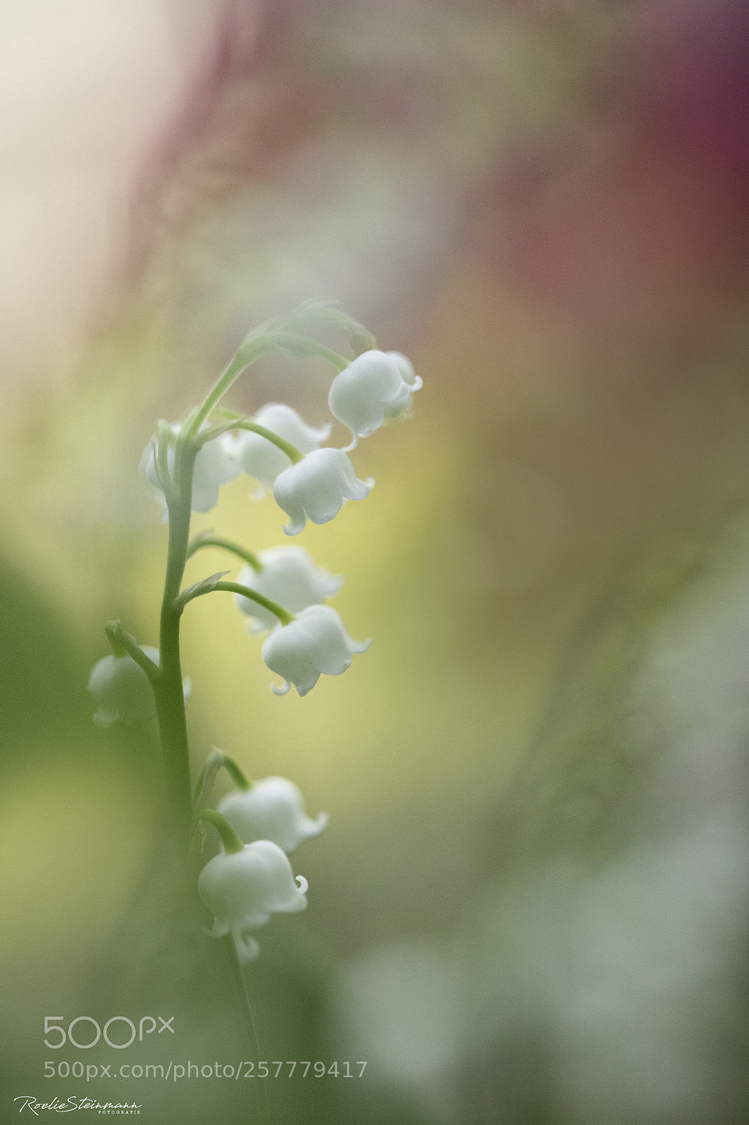 Canon EOS 6D Mark II sample photo. Simplicity photography