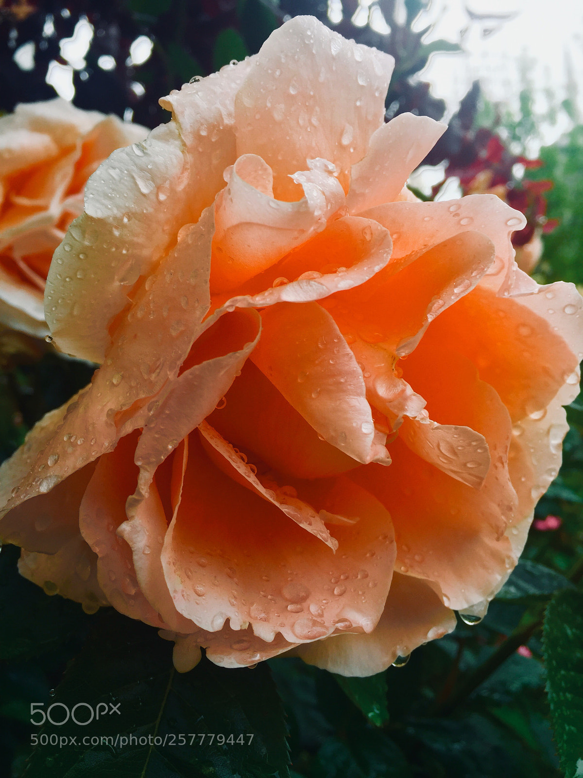 Apple iPhone 6 sample photo. Untitled photography