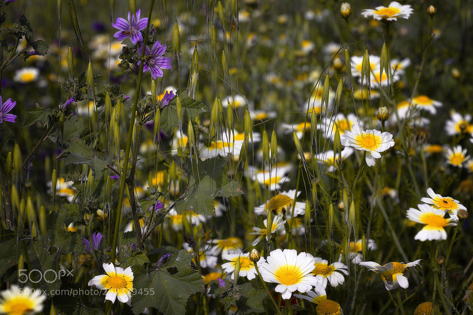 Canon EOS 550D (EOS Rebel T2i / EOS Kiss X4) sample photo. Primavera photography