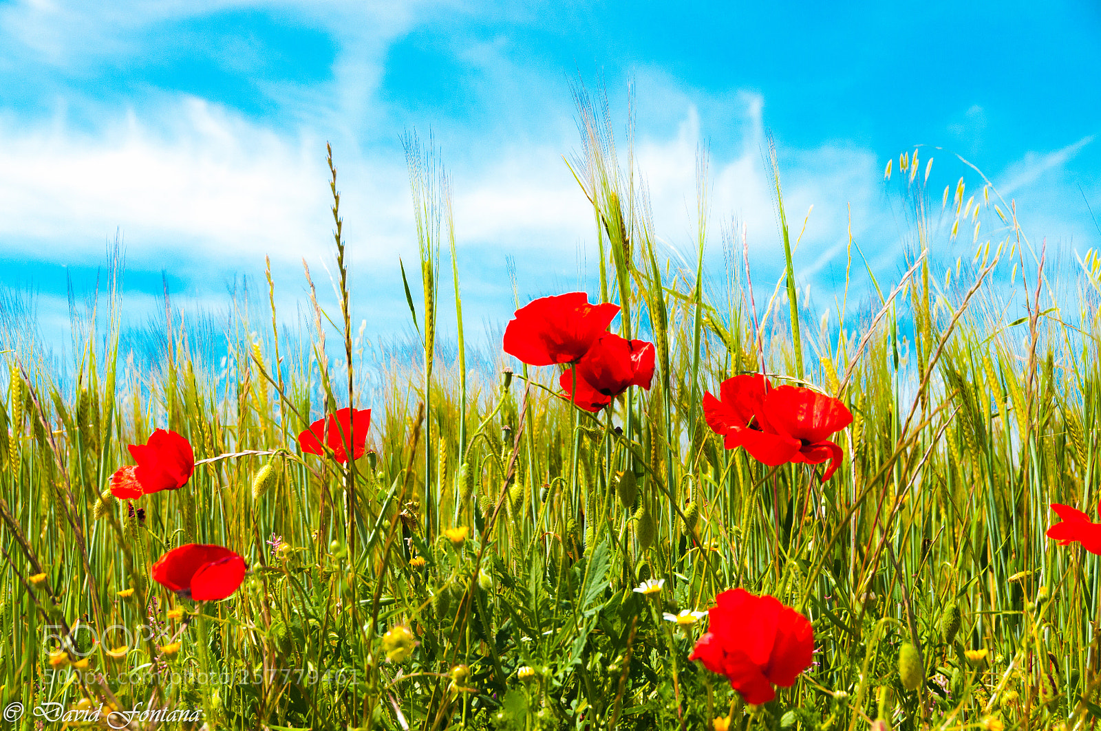 Nikon D90 sample photo. Amapolas photography