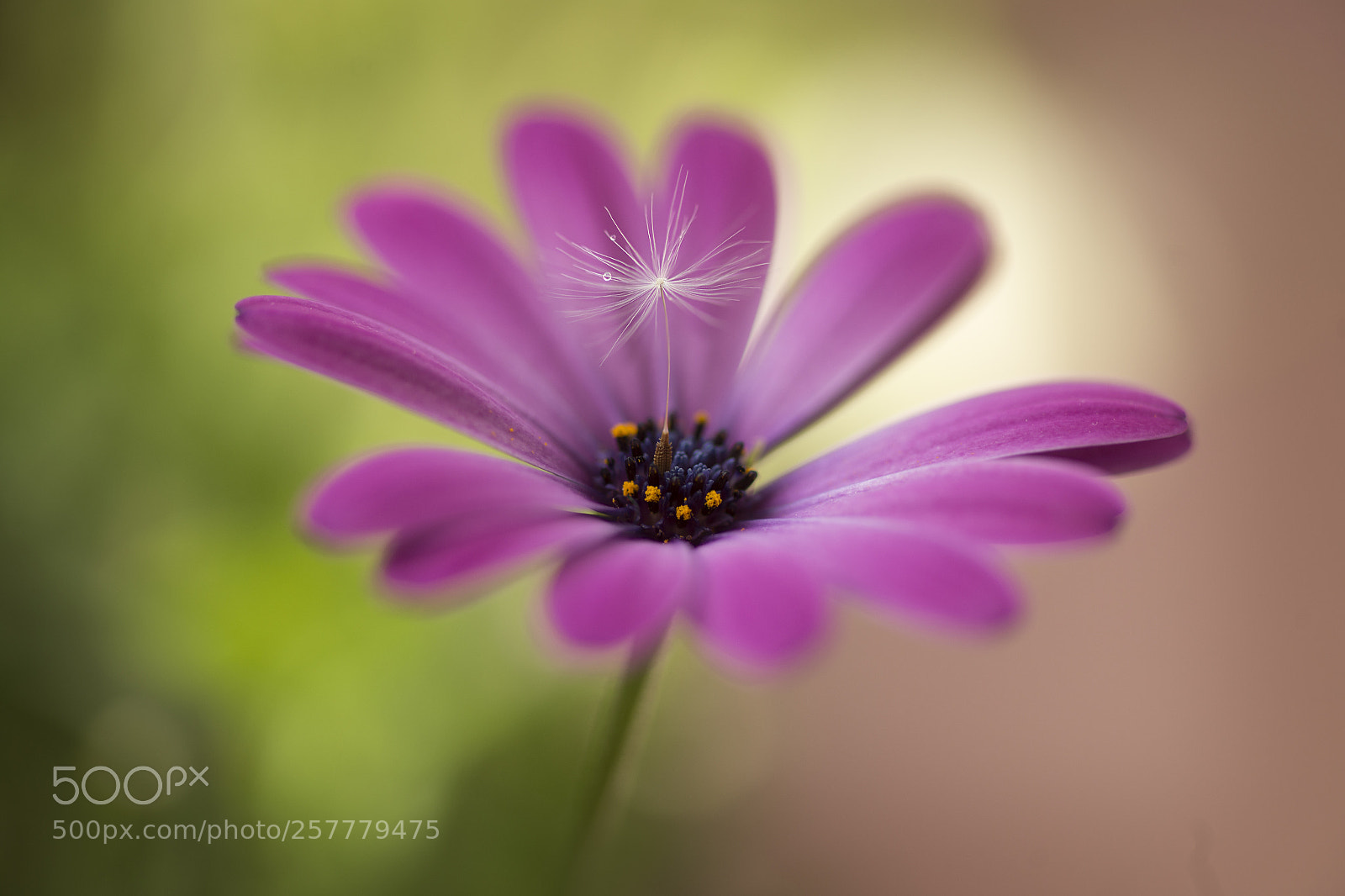 Canon EOS 6D sample photo. Flower photography