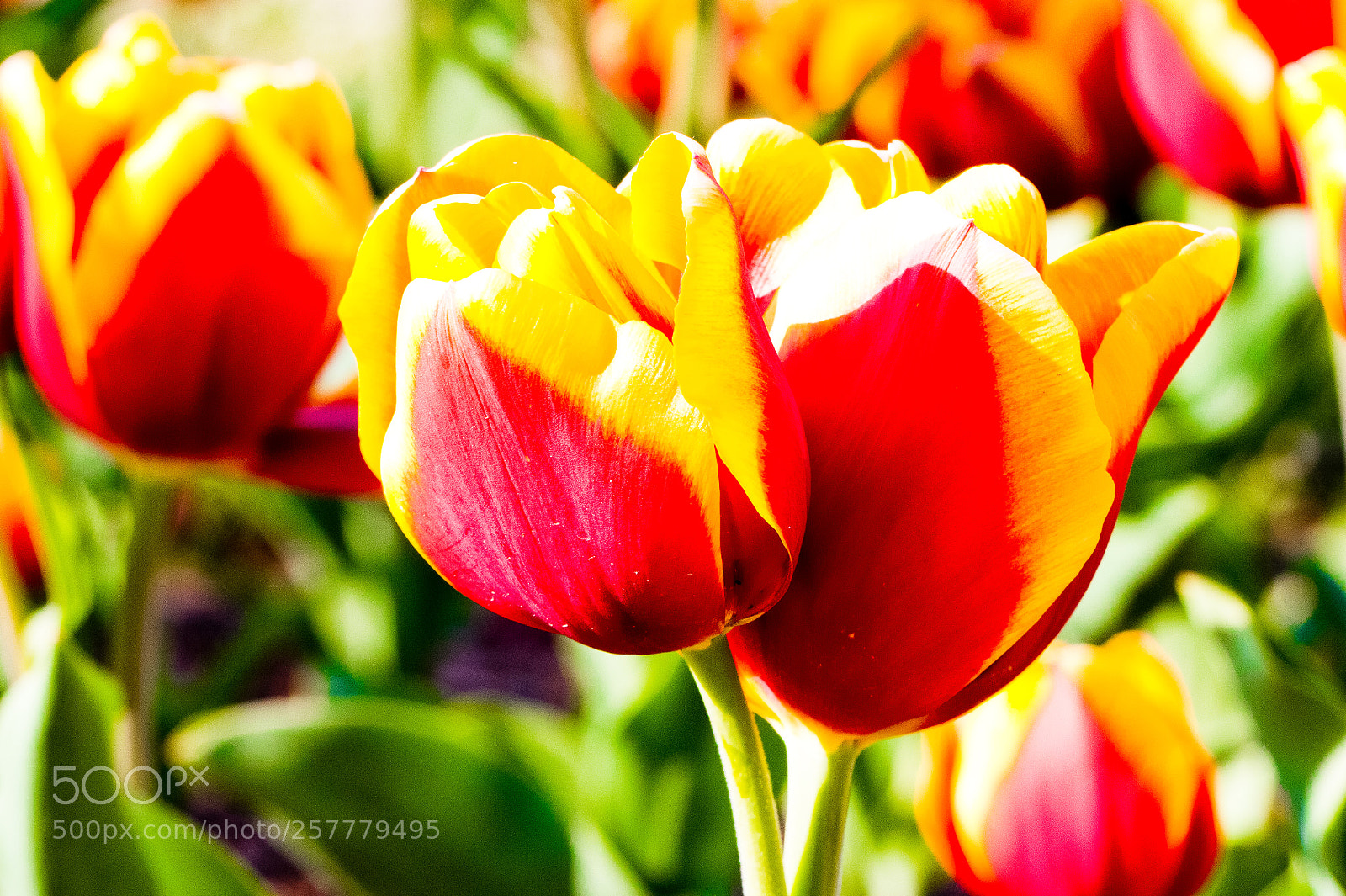 Canon EOS 7D sample photo. Orange tulip photography