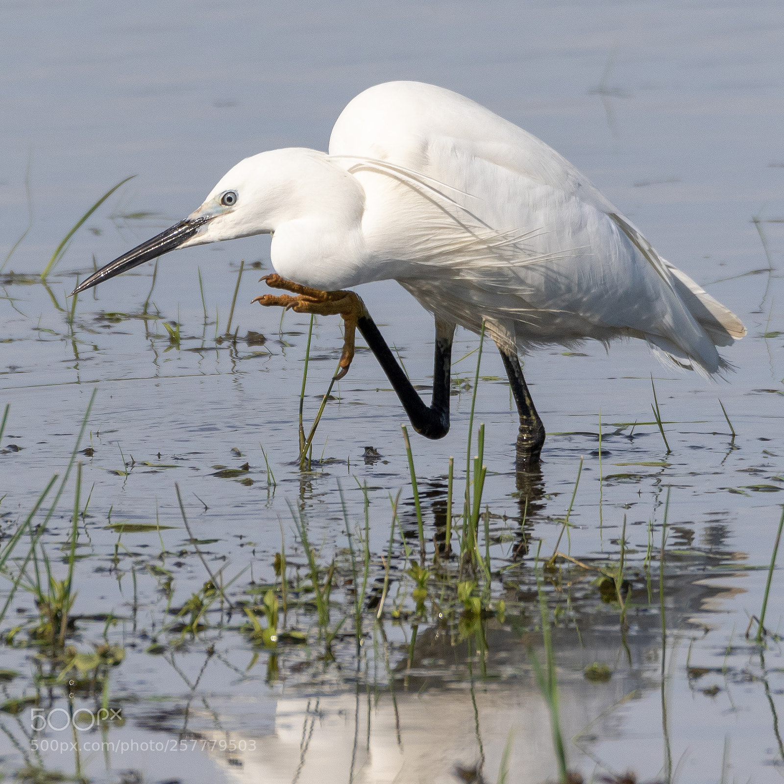 Canon EOS 7D Mark II sample photo. Little egret photography