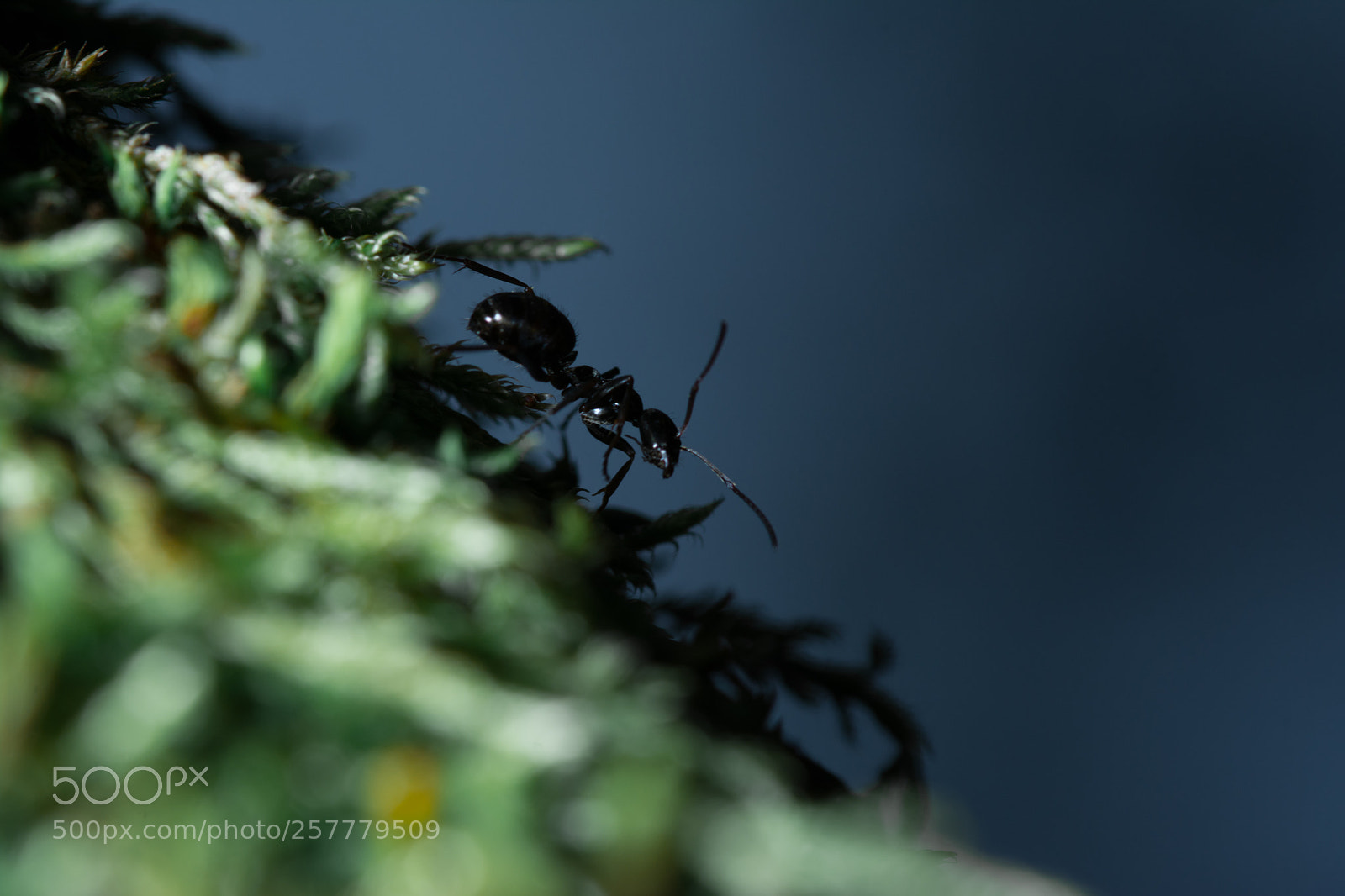 Nikon D7100 sample photo. Untitled photography