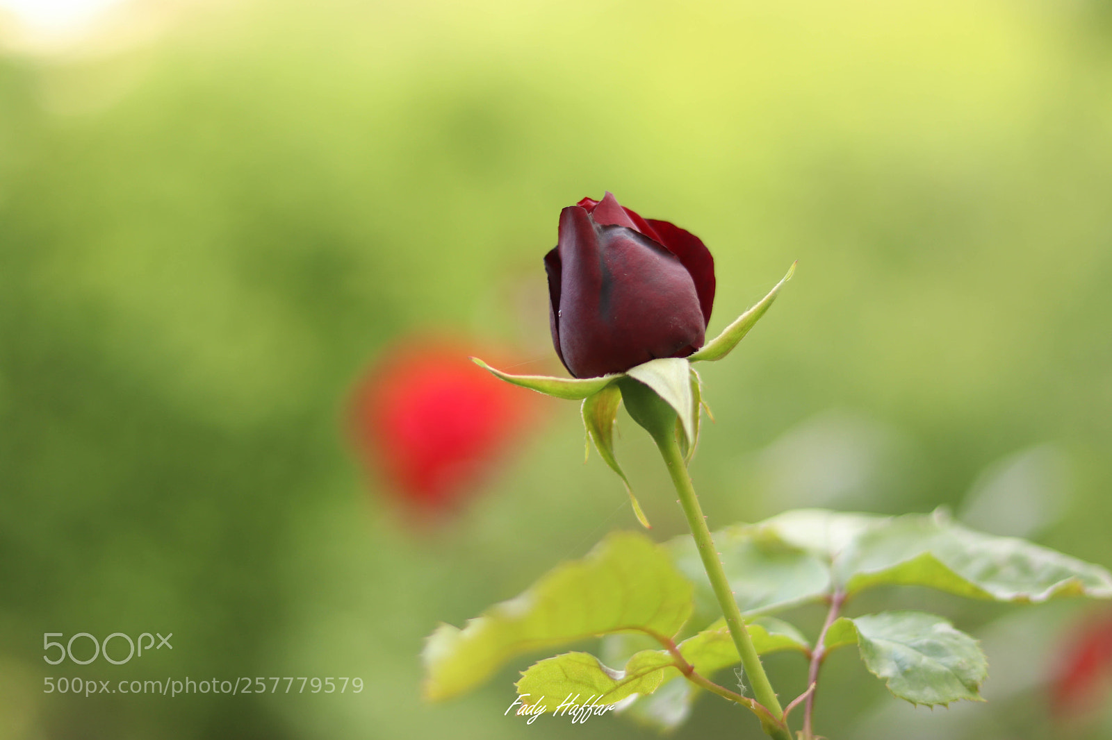 Canon EOS 80D sample photo. Redrose photography