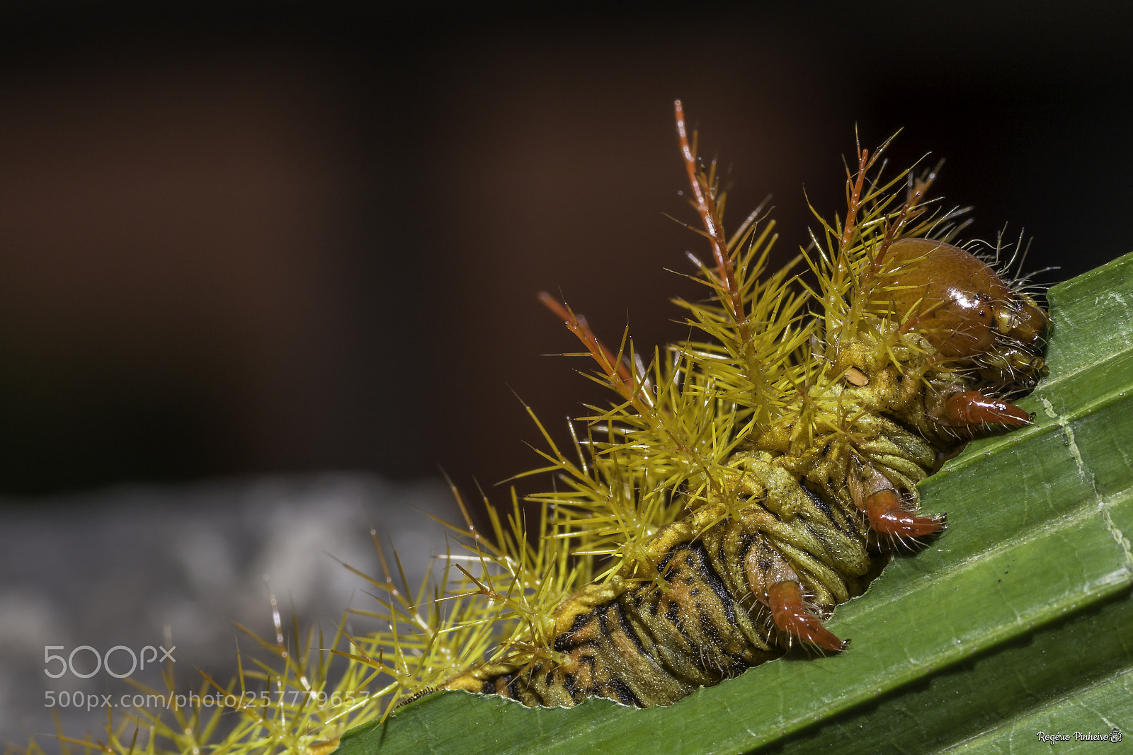 Canon EOS 7D Mark II sample photo. Lagarta photography