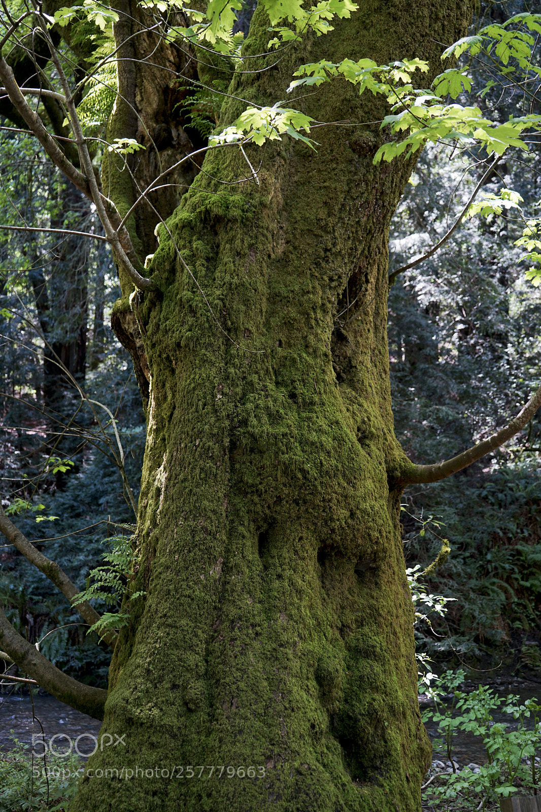 Sony a7 II sample photo. Mossy tree photography