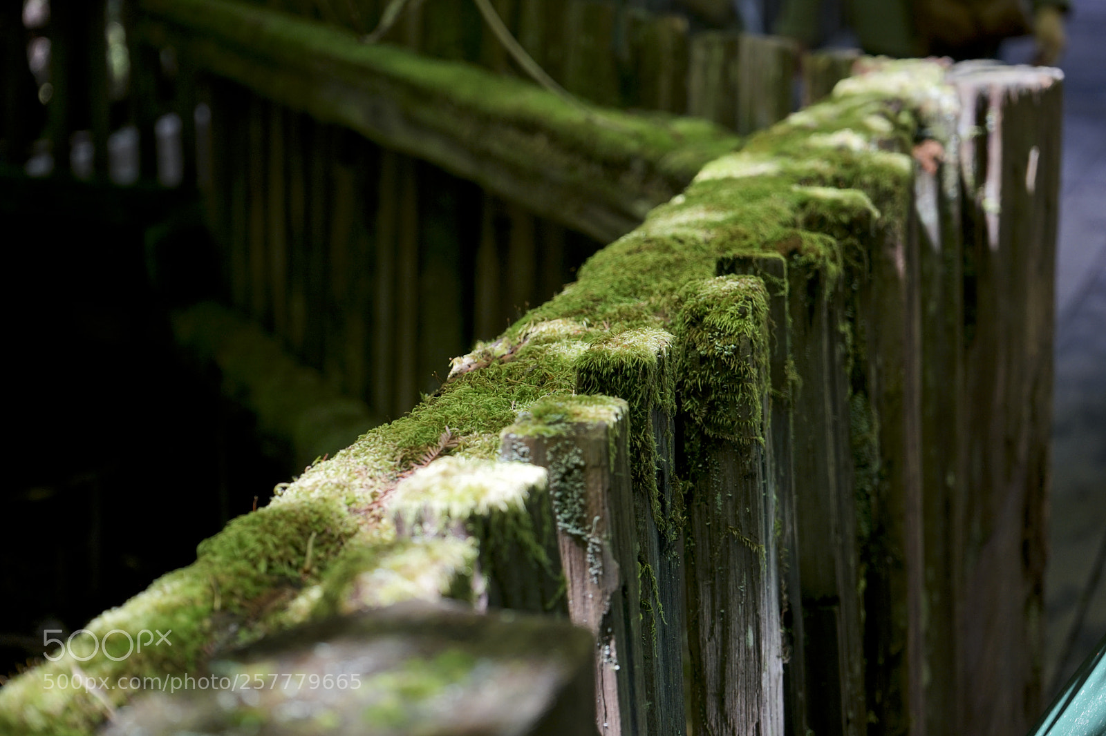 Sony a7 II sample photo. Mossy rail photography
