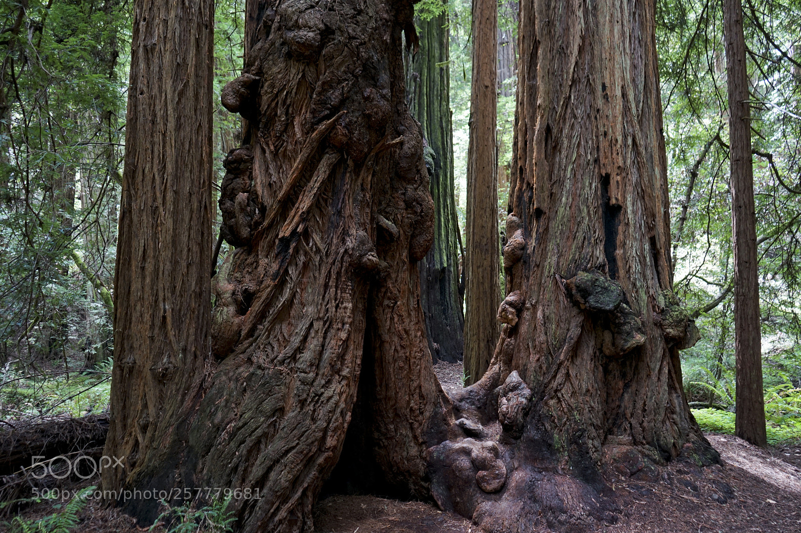Sony a7 II sample photo. Redwoods photography