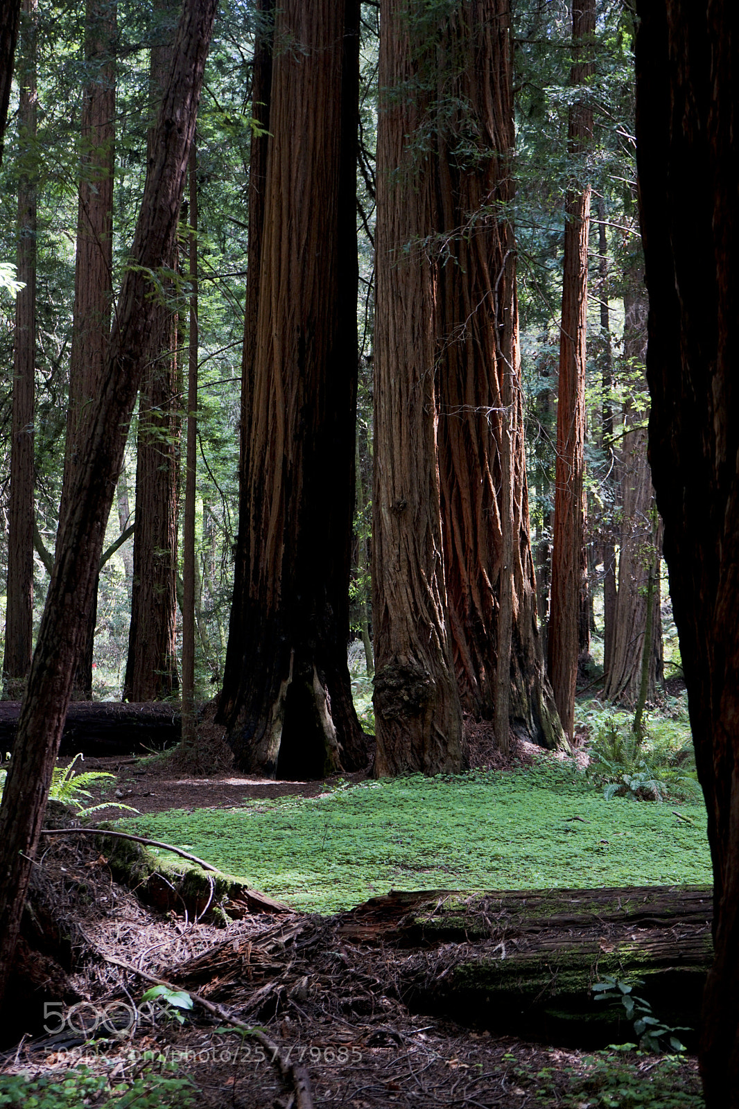Sony a7 II sample photo. Redwoods photography