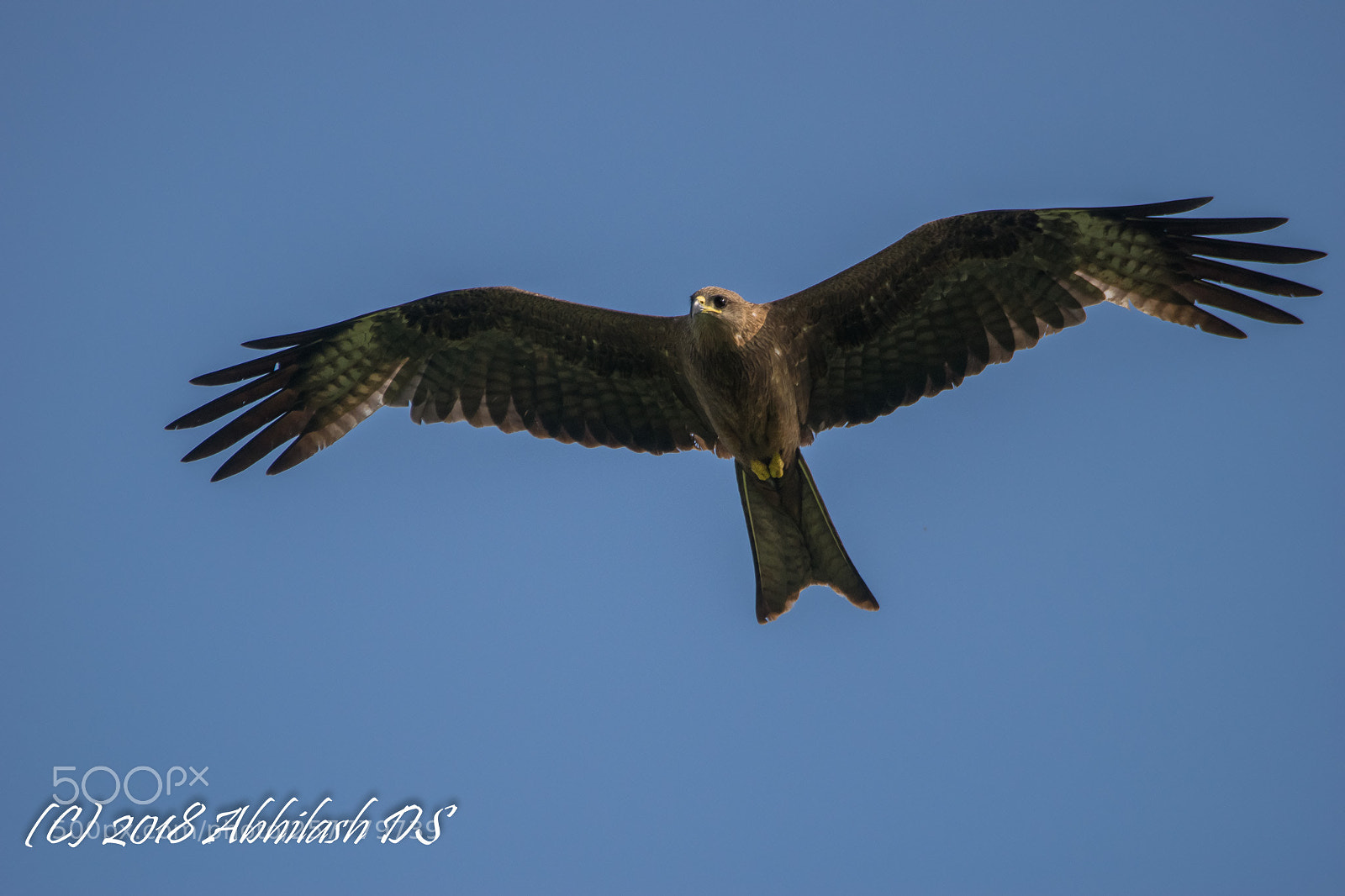 Nikon D5300 sample photo. Dsc photography
