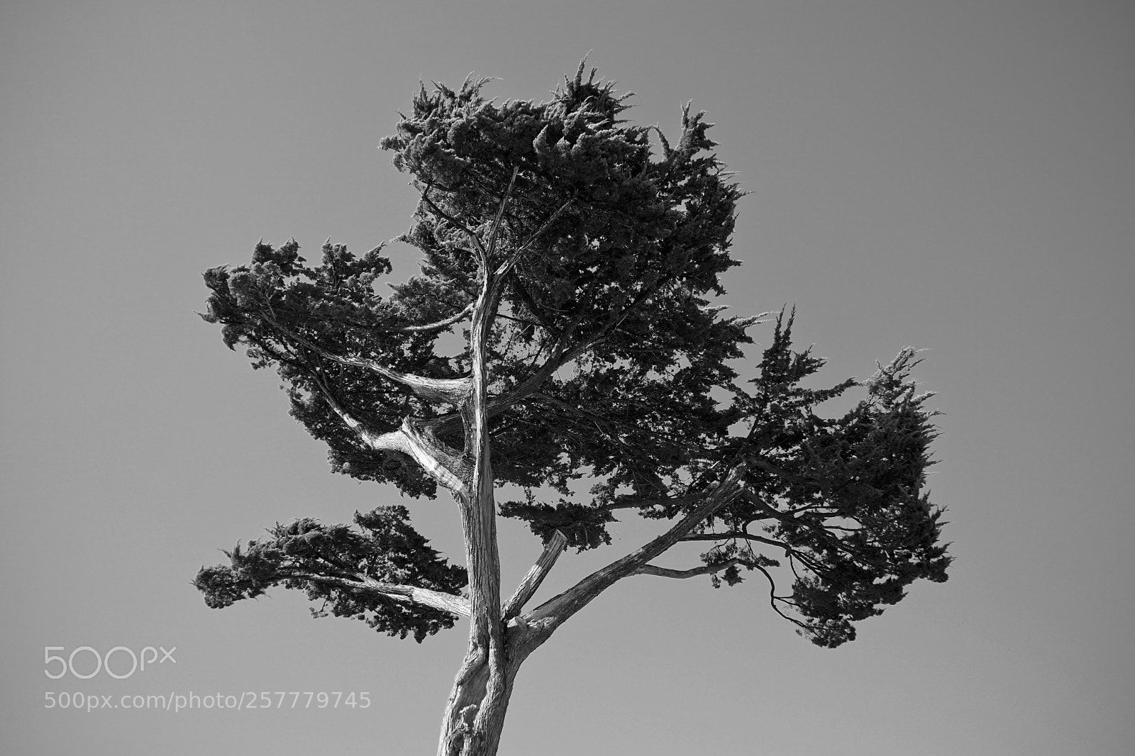 Sony a7 II sample photo. Tree photography