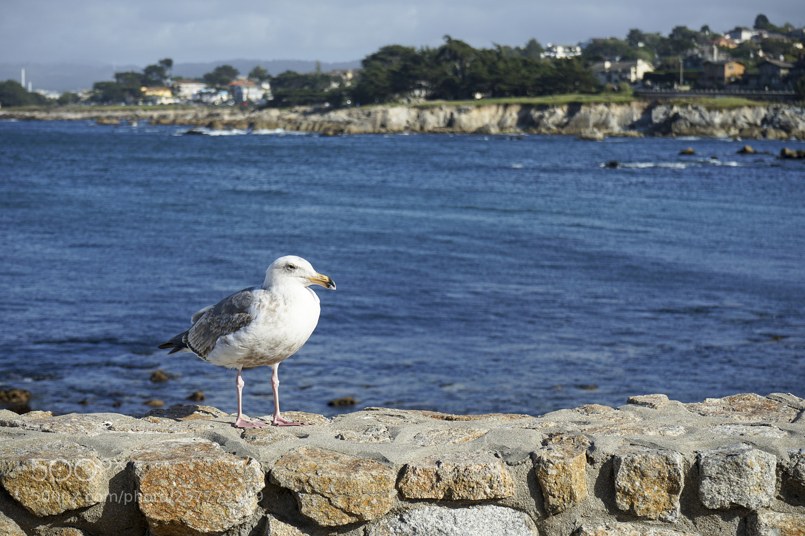 Sony a7 II sample photo. Seagull photography